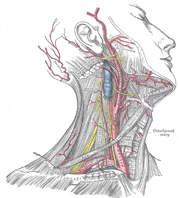 Arteries of the neck.