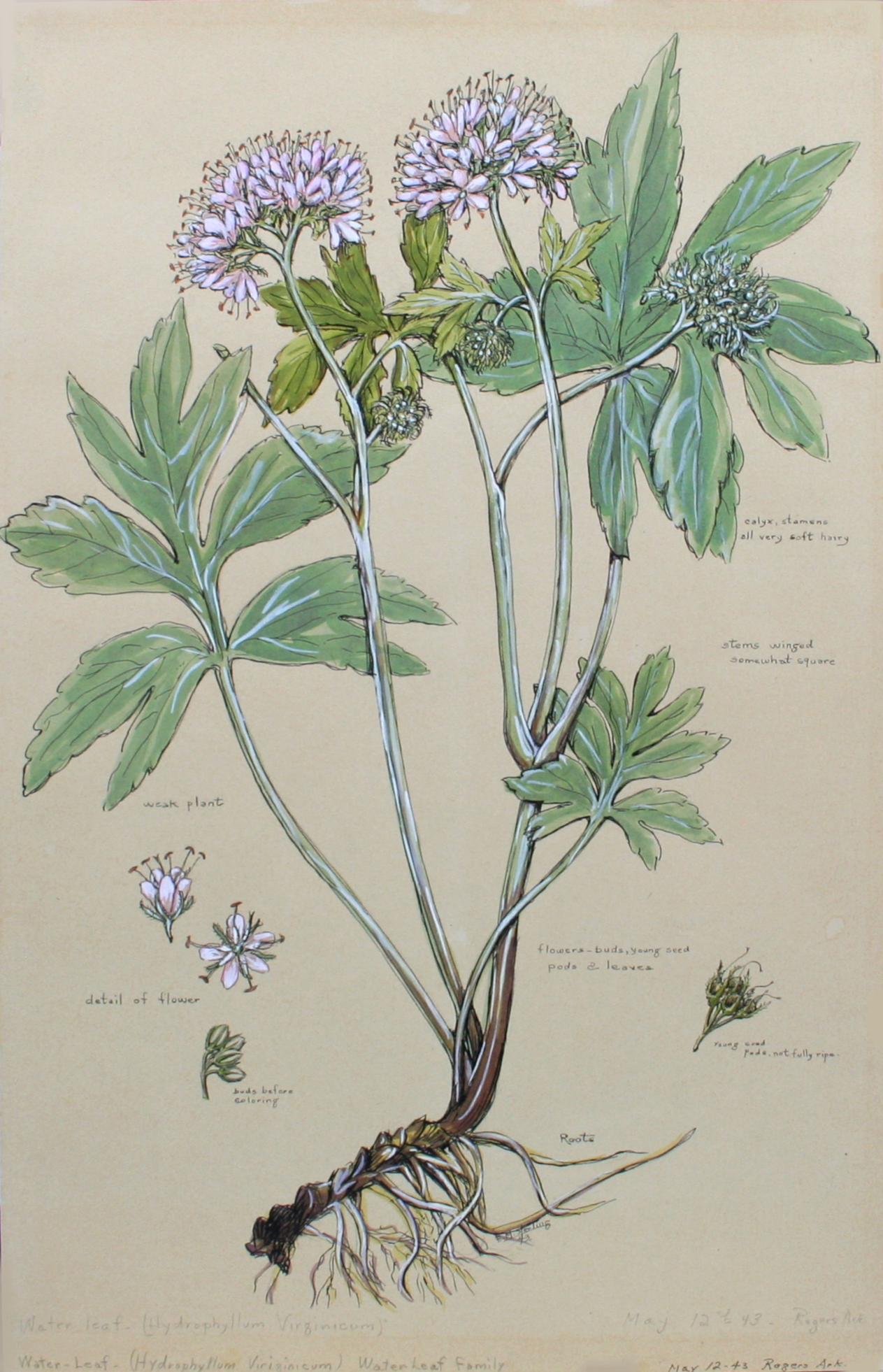 Virginia Waterleaf