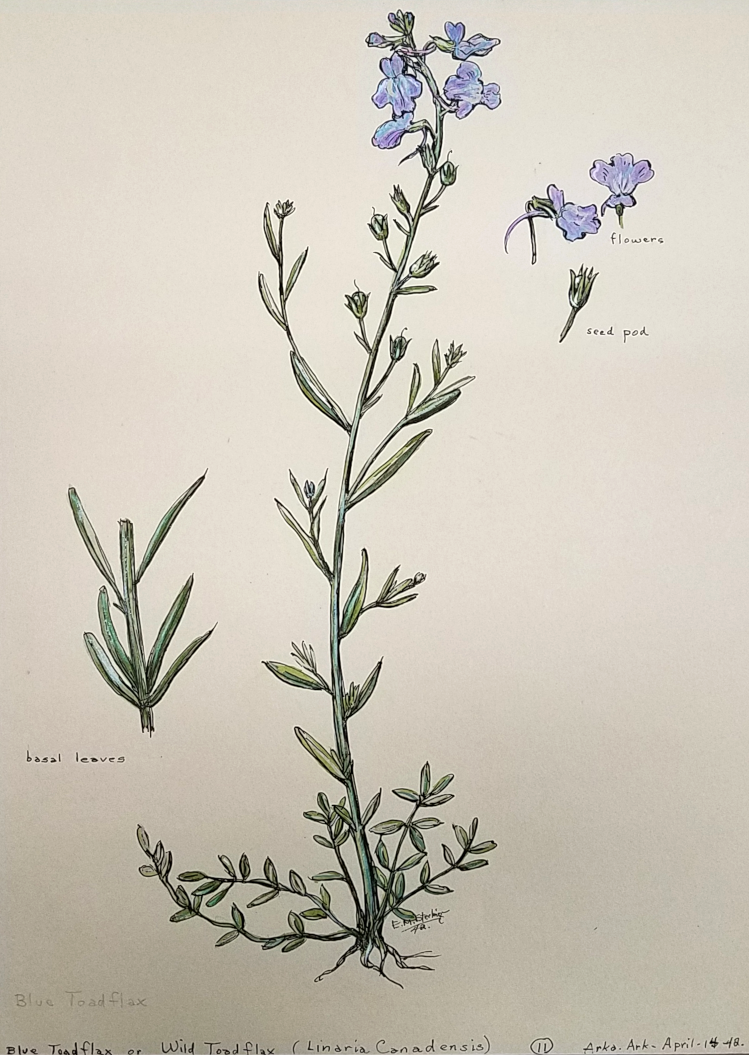 Blue Toadflax
