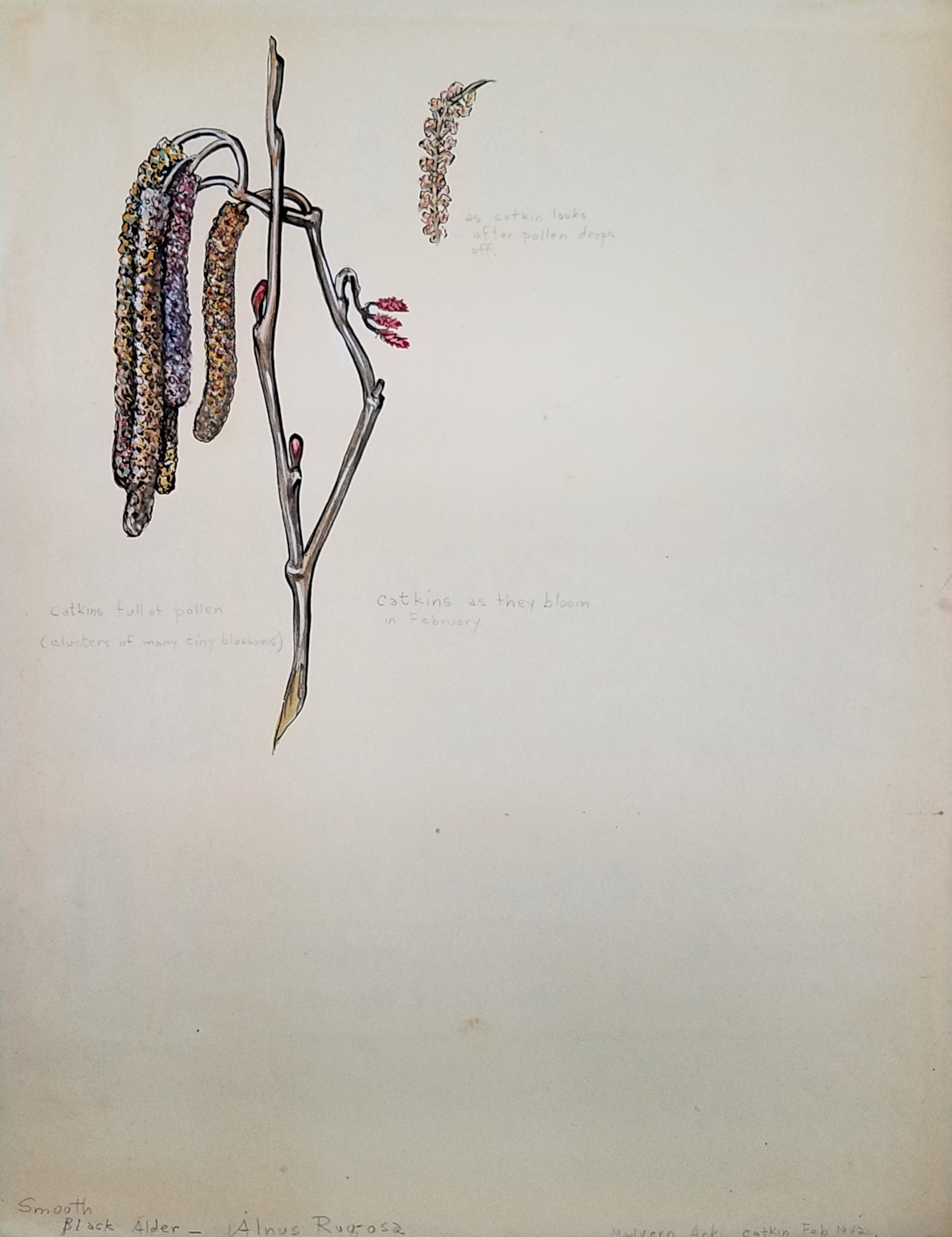 Speckled Alder