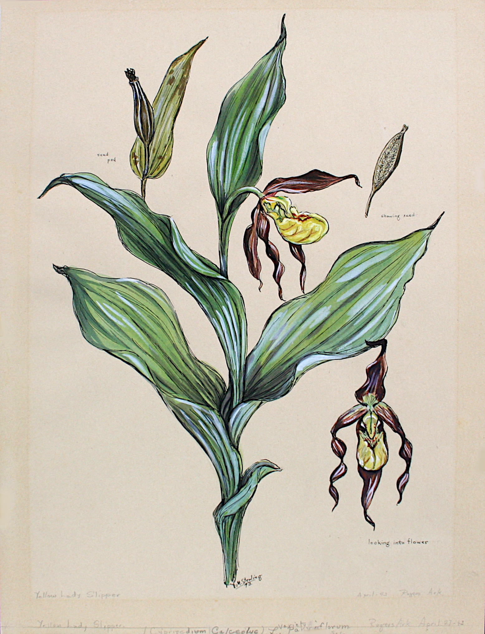 Yellow Lady's Slipper