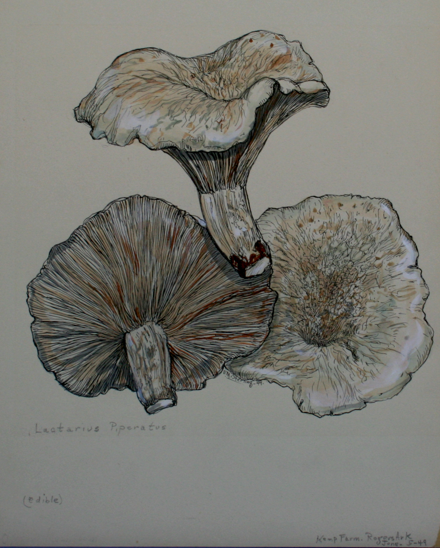 Peppery Milk-Cap Mushroom