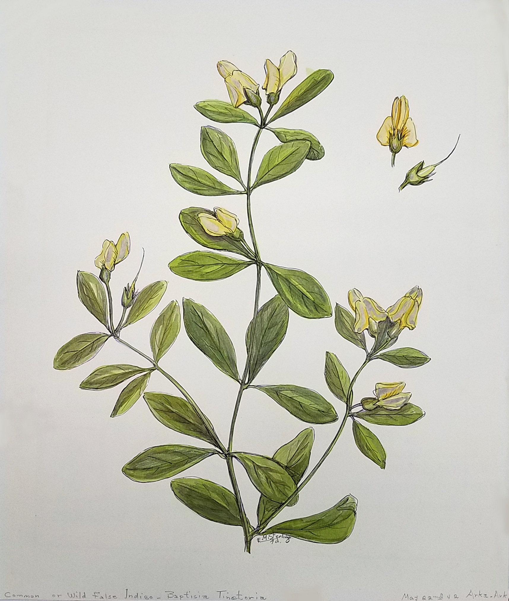 Wild Indigo