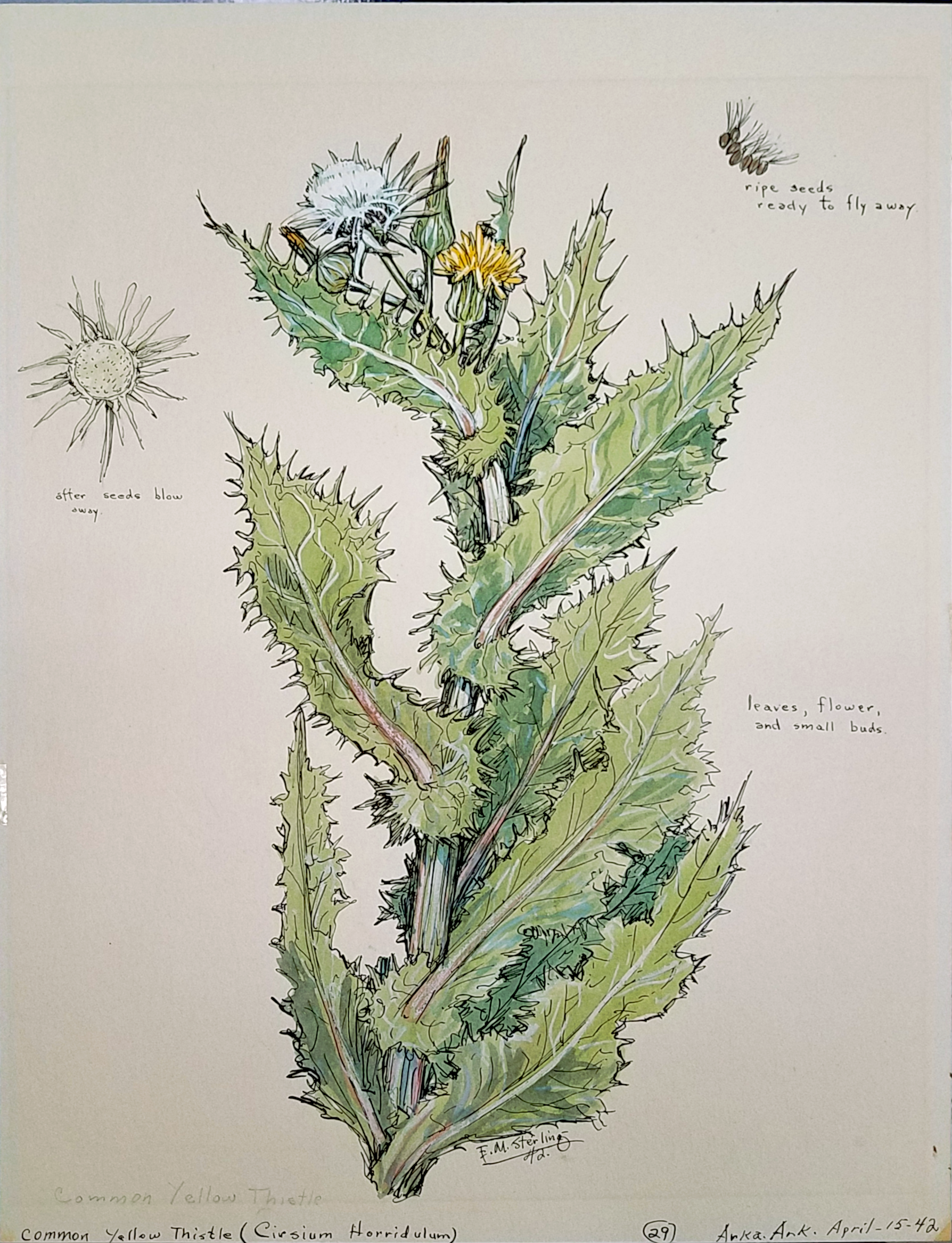 Yellow Thistle