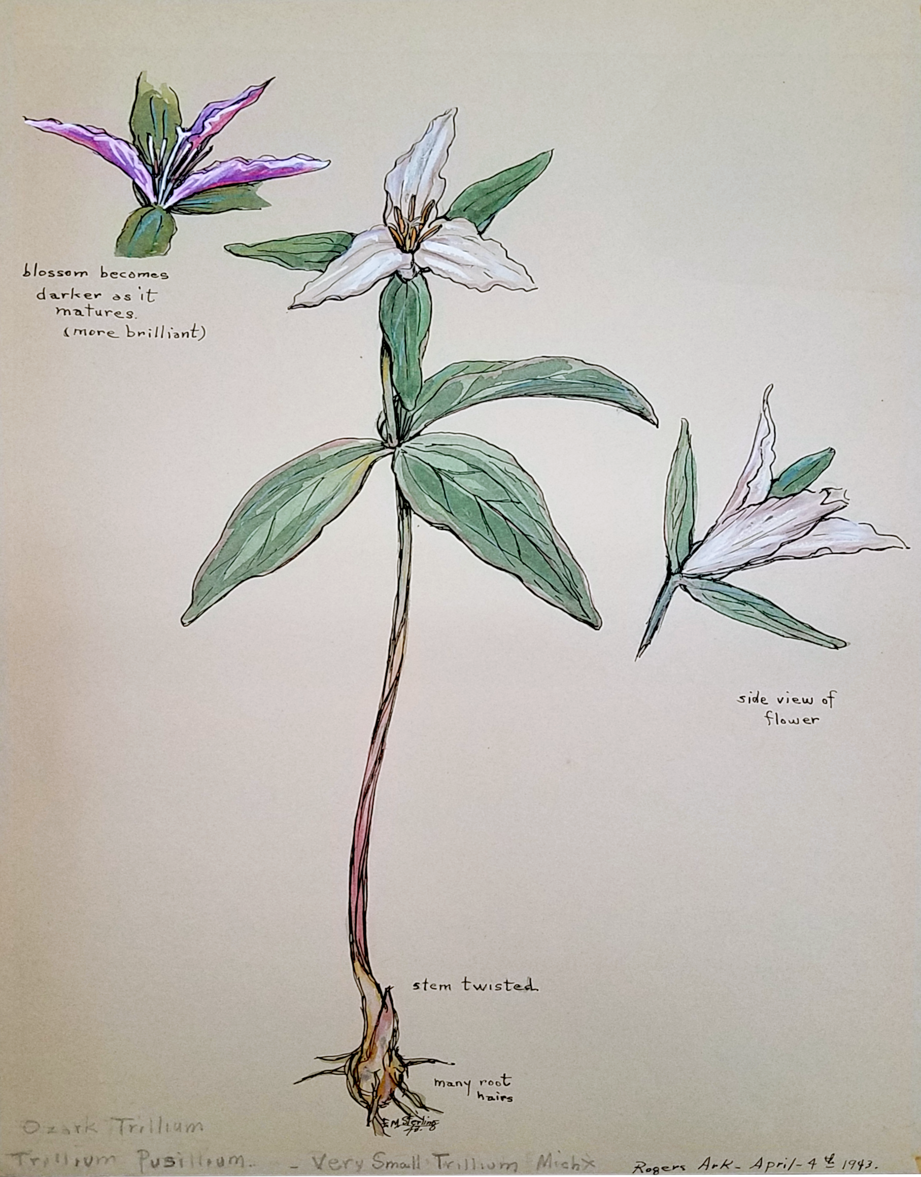 Ozark Trillium