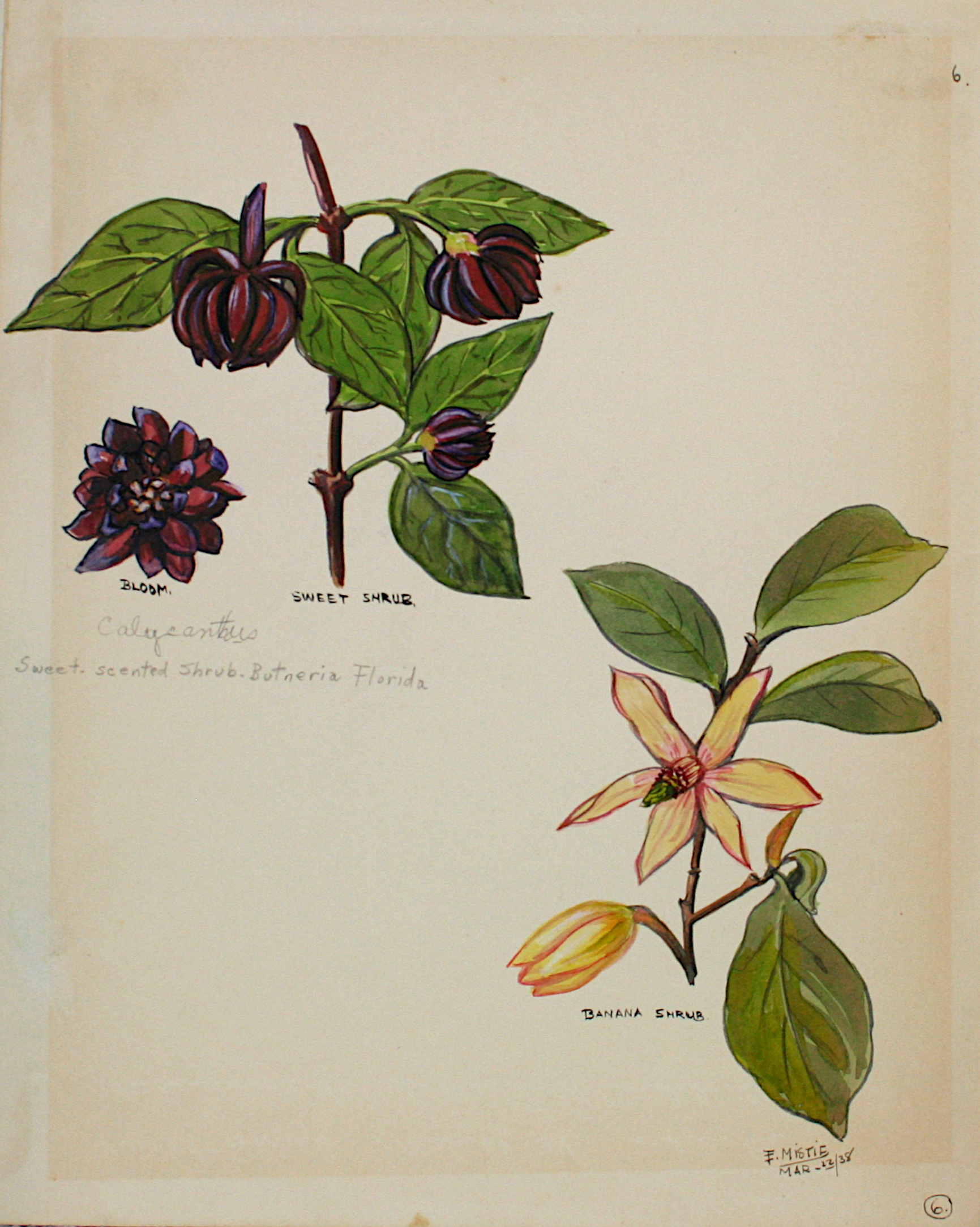 Sweetshrub