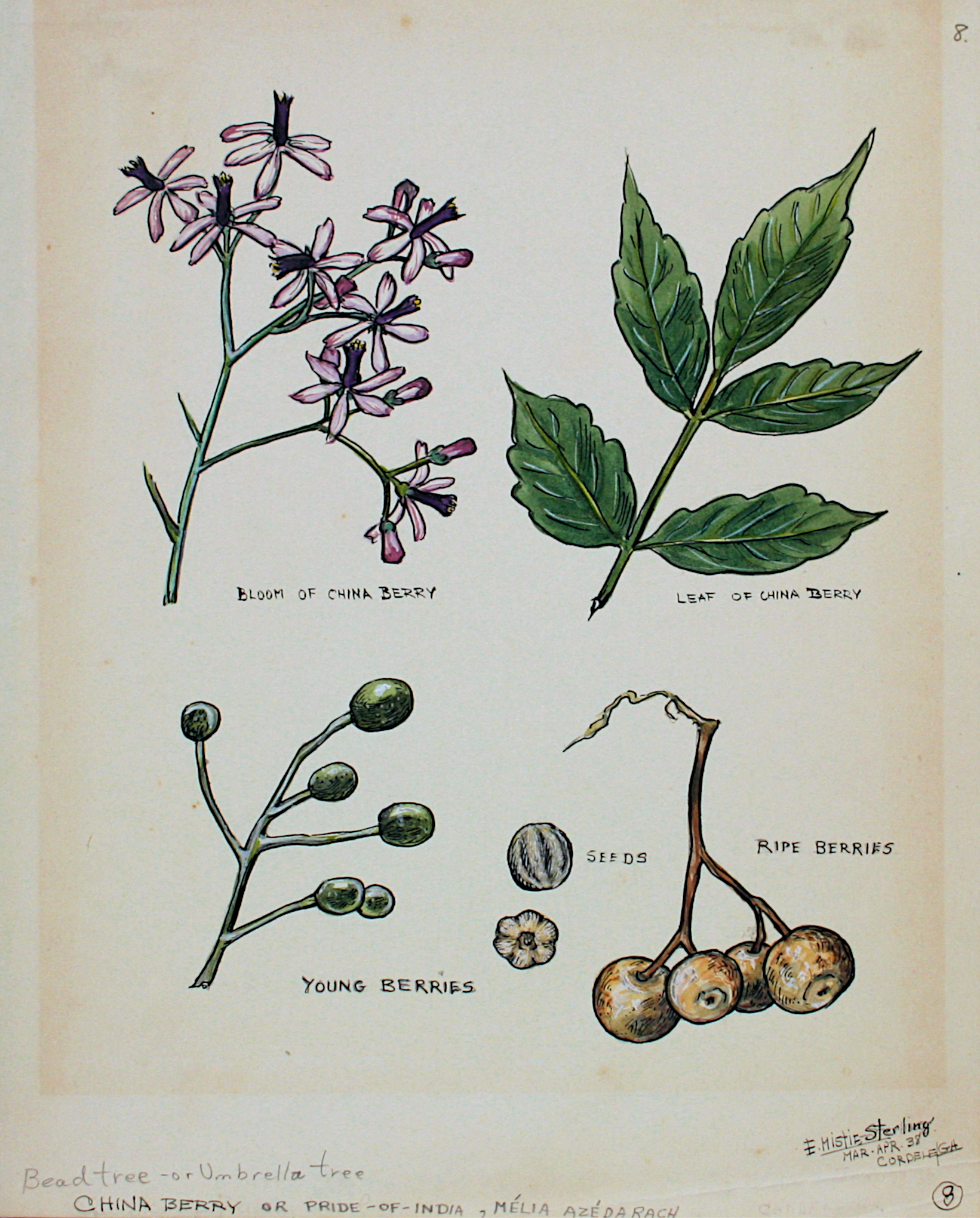 Chinaberry