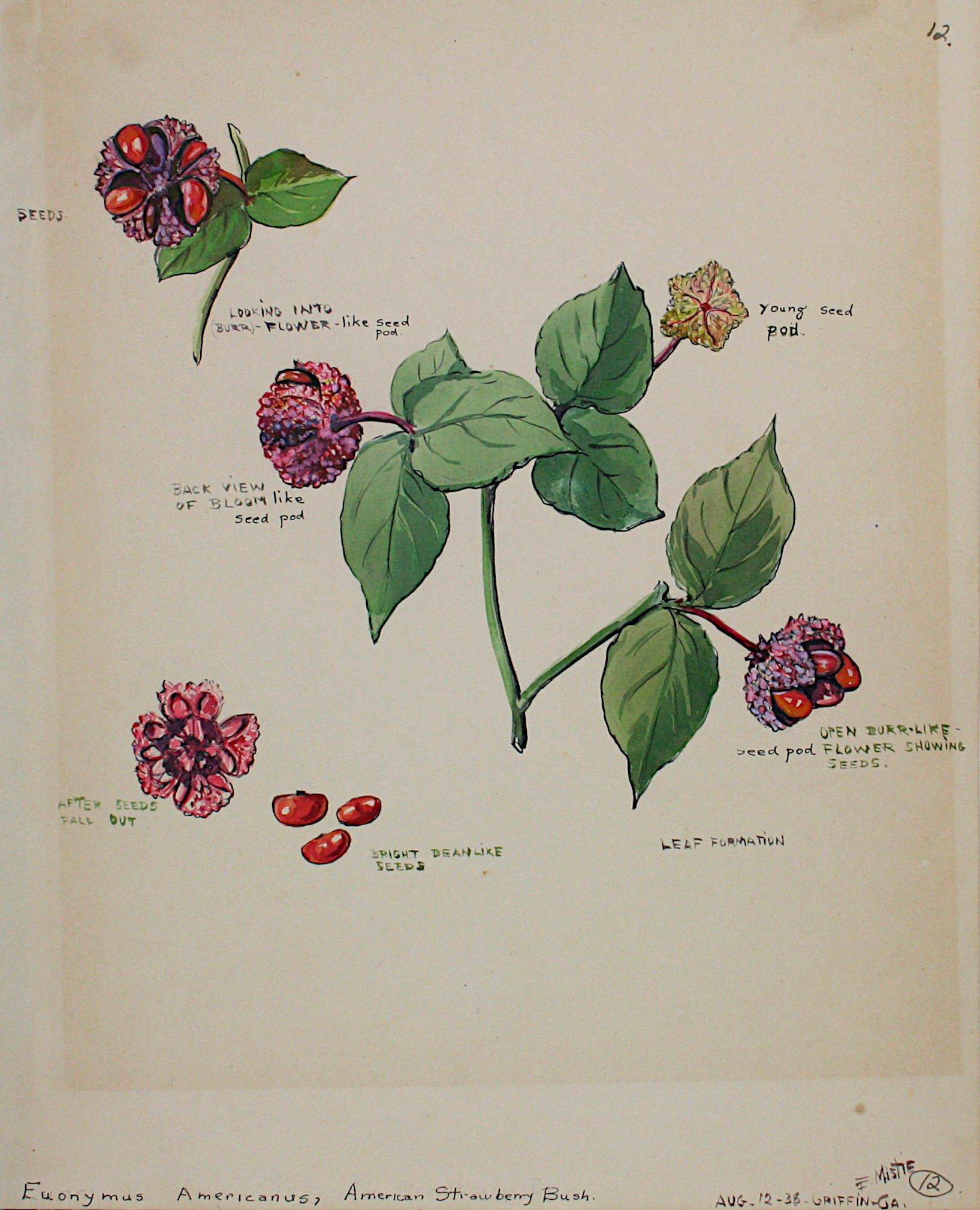 American Strawberry Bush