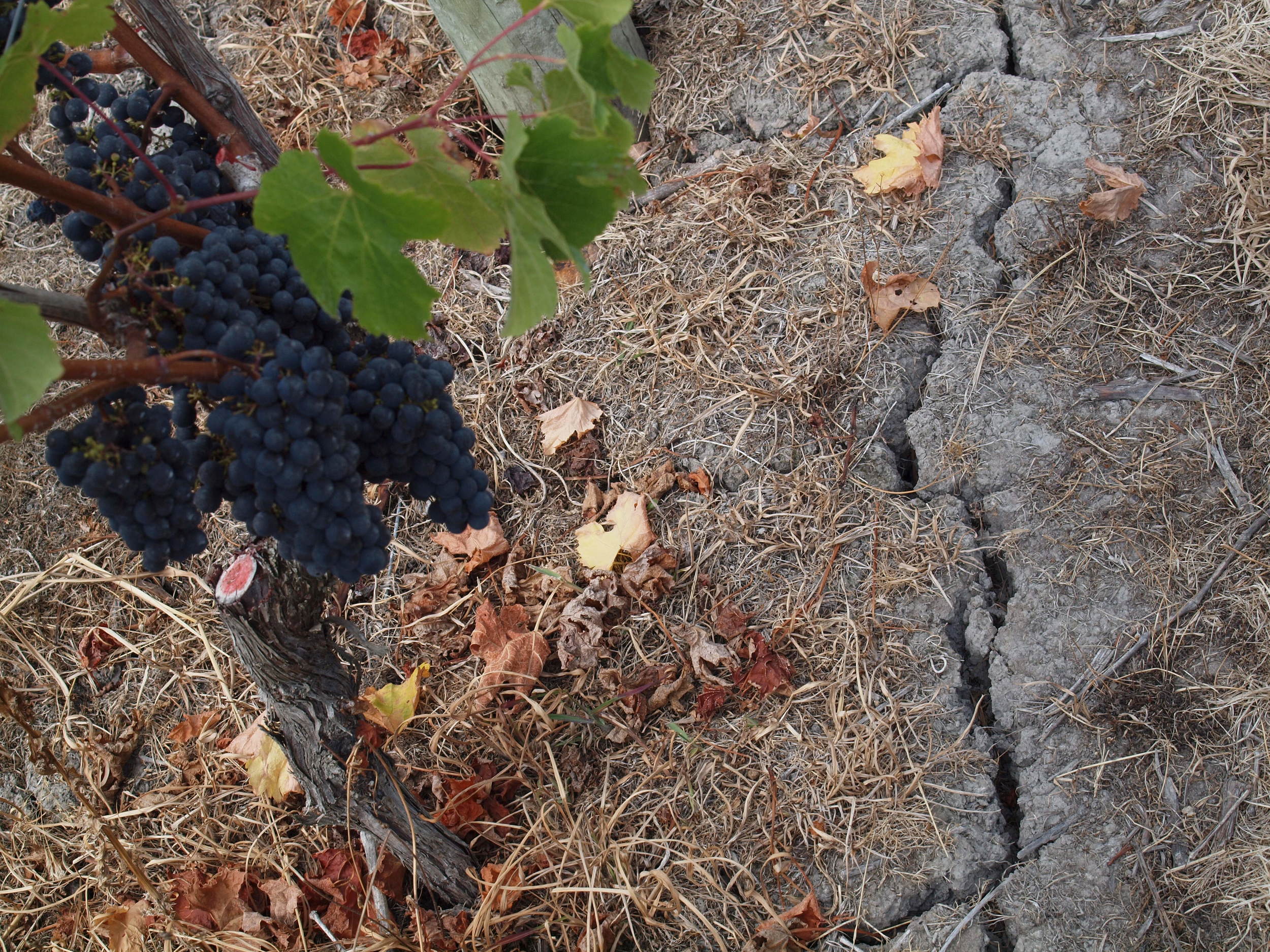 CABERNET FRANC IN OUR HOME VINEYARD, WAIHEKE ISLAND CRACKING CLAY SUMMER SOILS