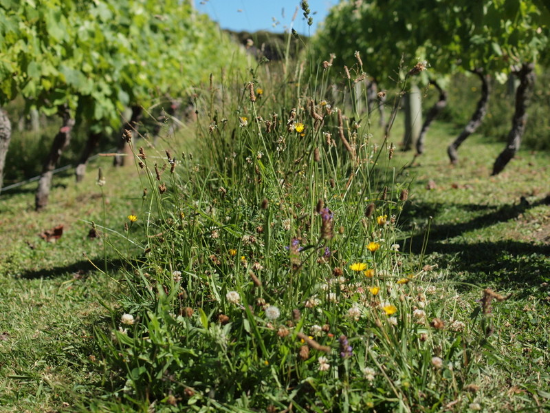 SPRING FLOWERS THROUGHOUT THE VINEYARD AISLES - HOME VINEYARD, WAIHEKE ISLAND