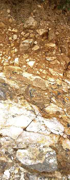 155 MILLION YEAR OLD GREYWACKE ROCK STRATA BREAKING DOWN AND WEATHERING INTO THIN IMPOVERISHED STONY CLAY SOIL
