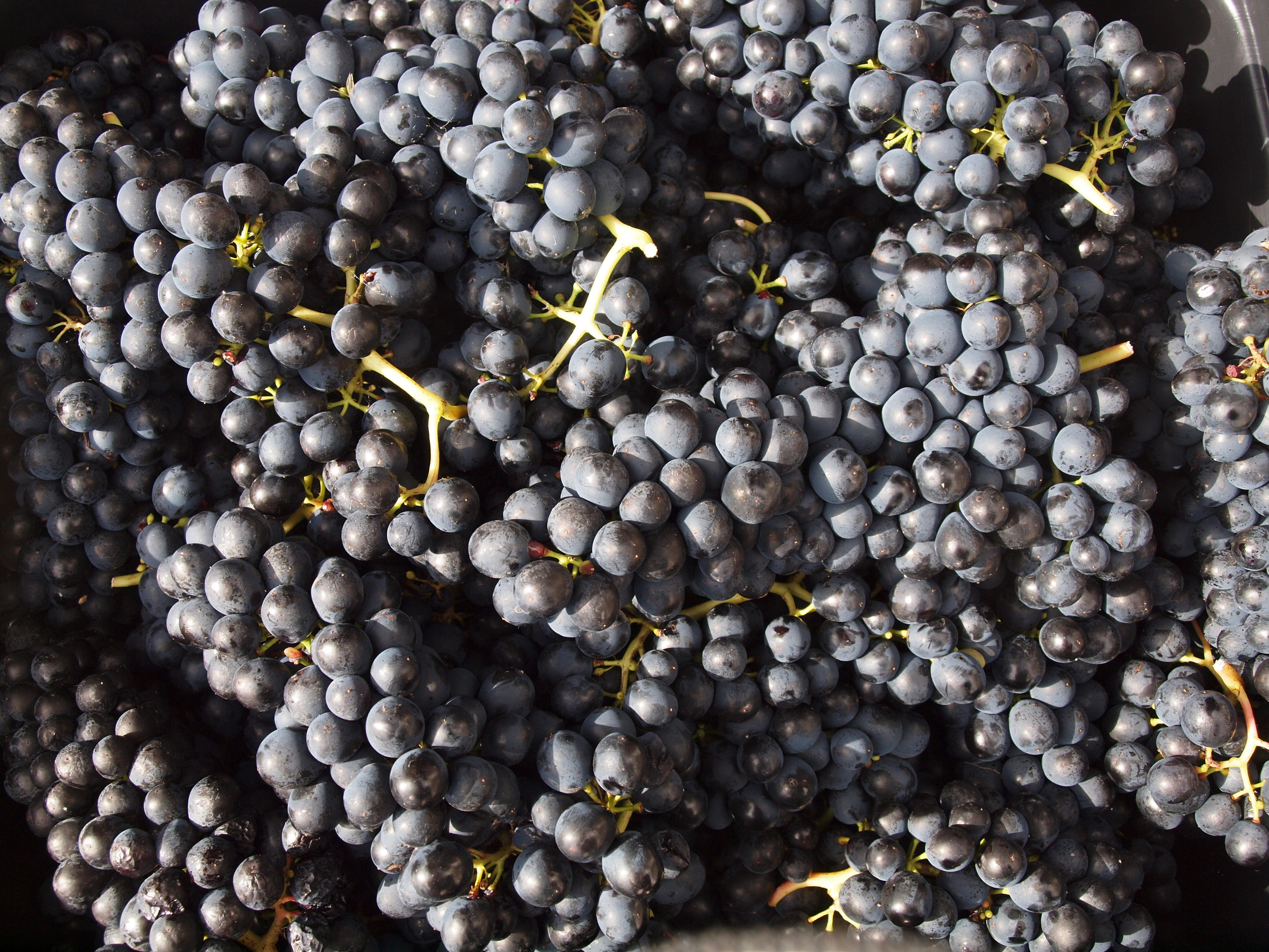 CABERNET FRANC AT WEIGH-IN BEFORE DE-STEMMING VINTAGE 2014