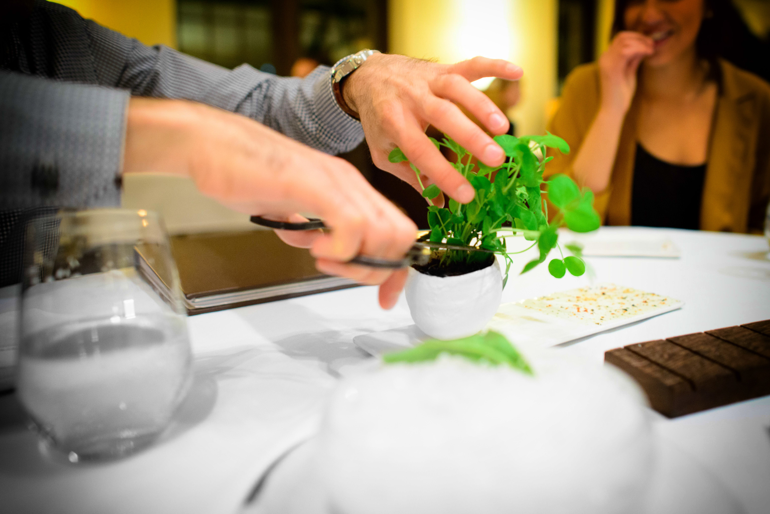 Cutting pea shoots