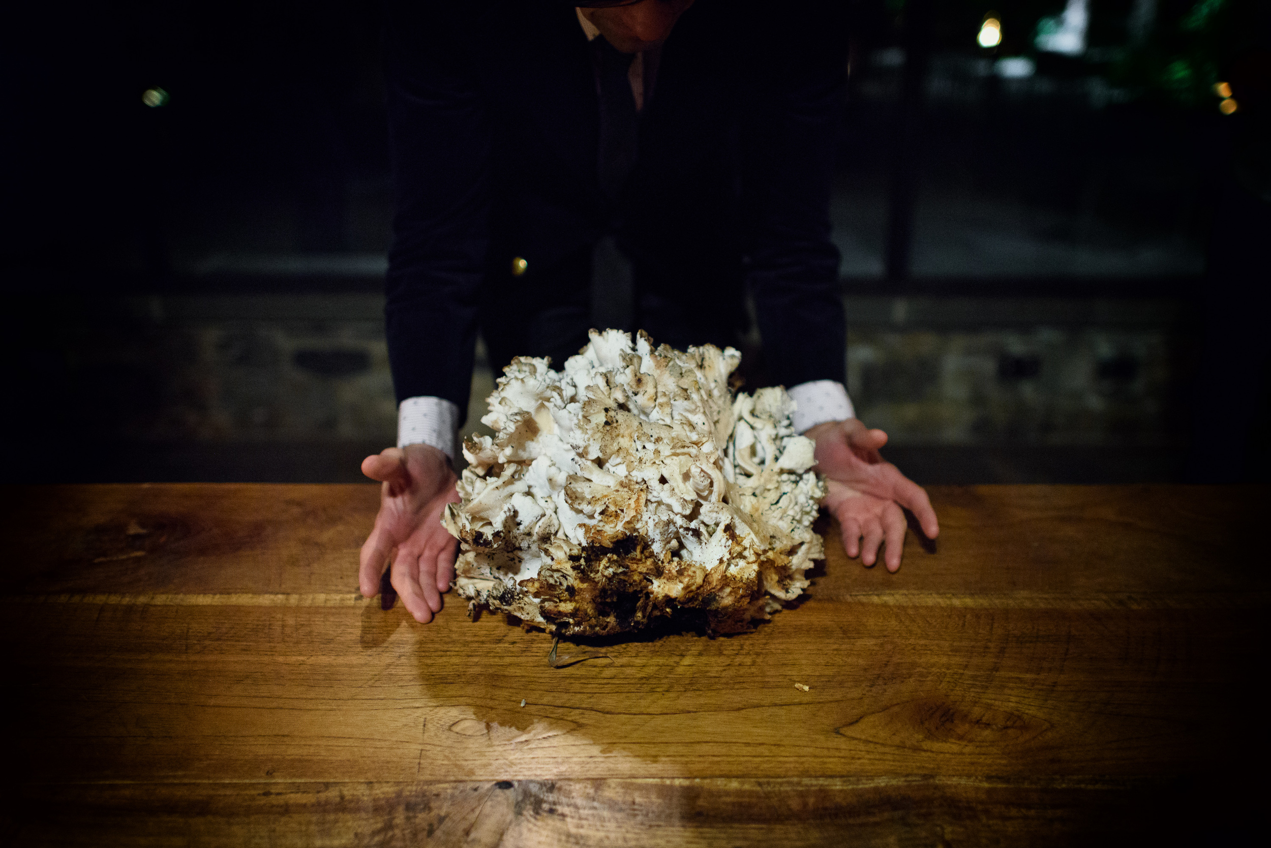 Hen-of-the-woods mushroom