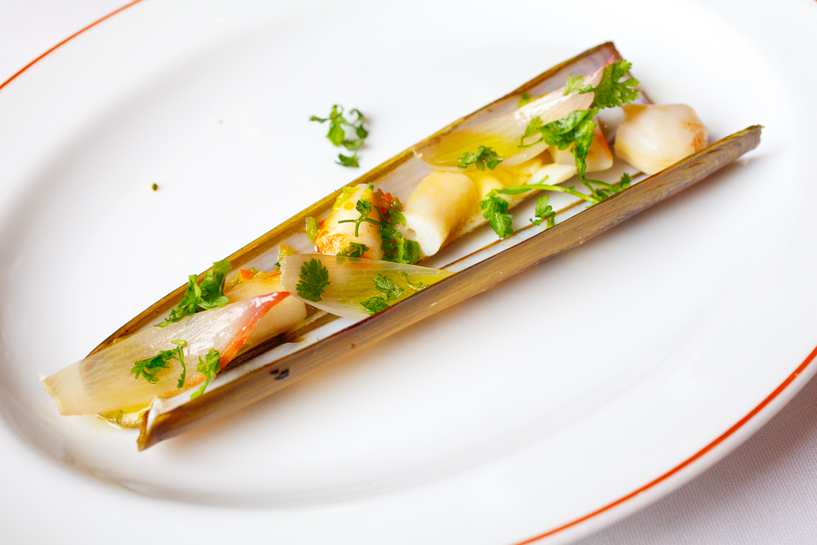 Razor clam