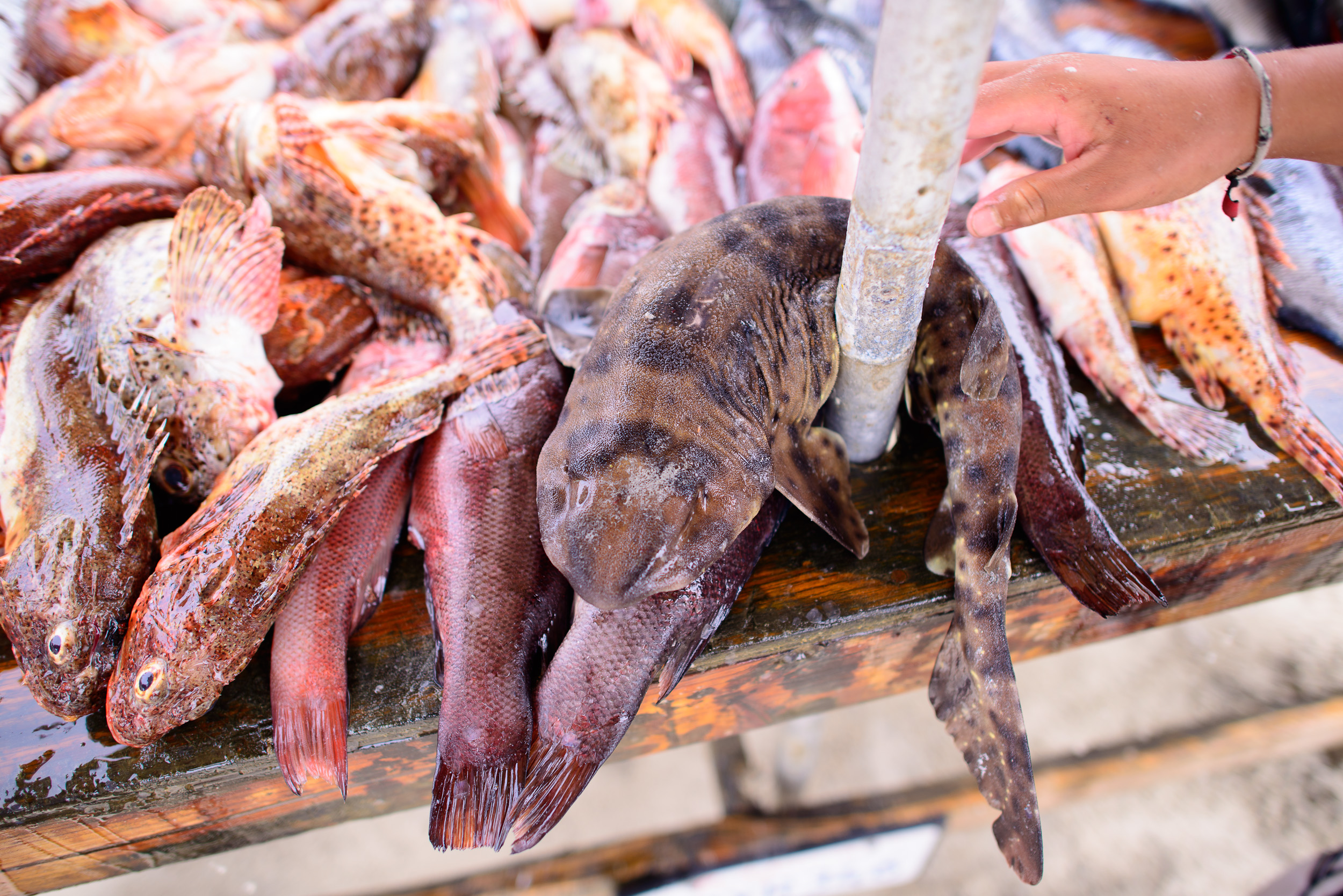 Cazón, snapper, and other local fish