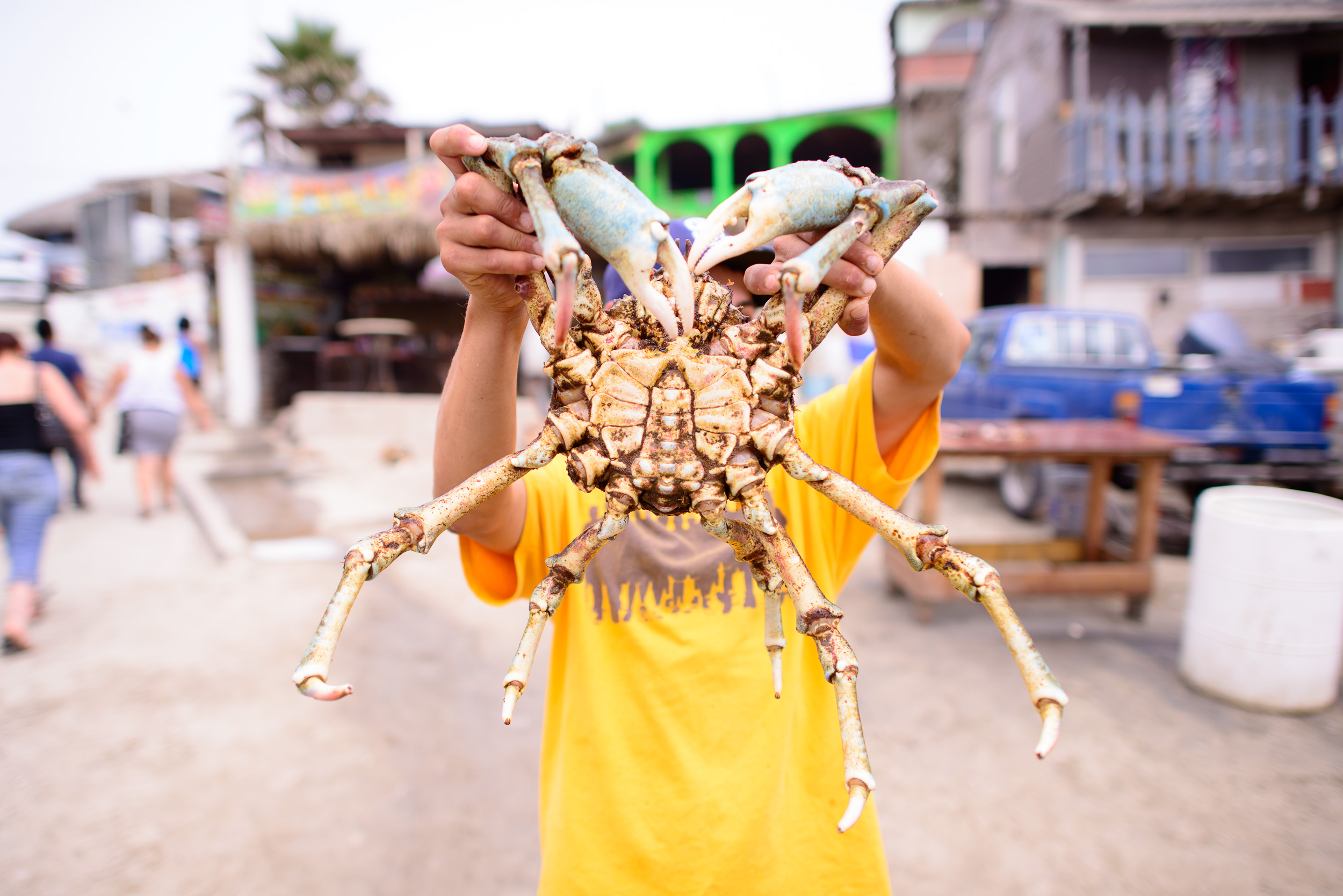 Spider crab, this is our guy