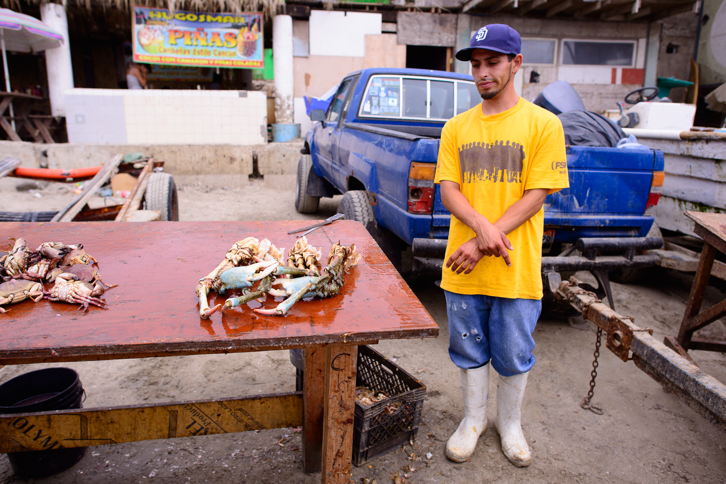 Spider crab, cut and cleaned