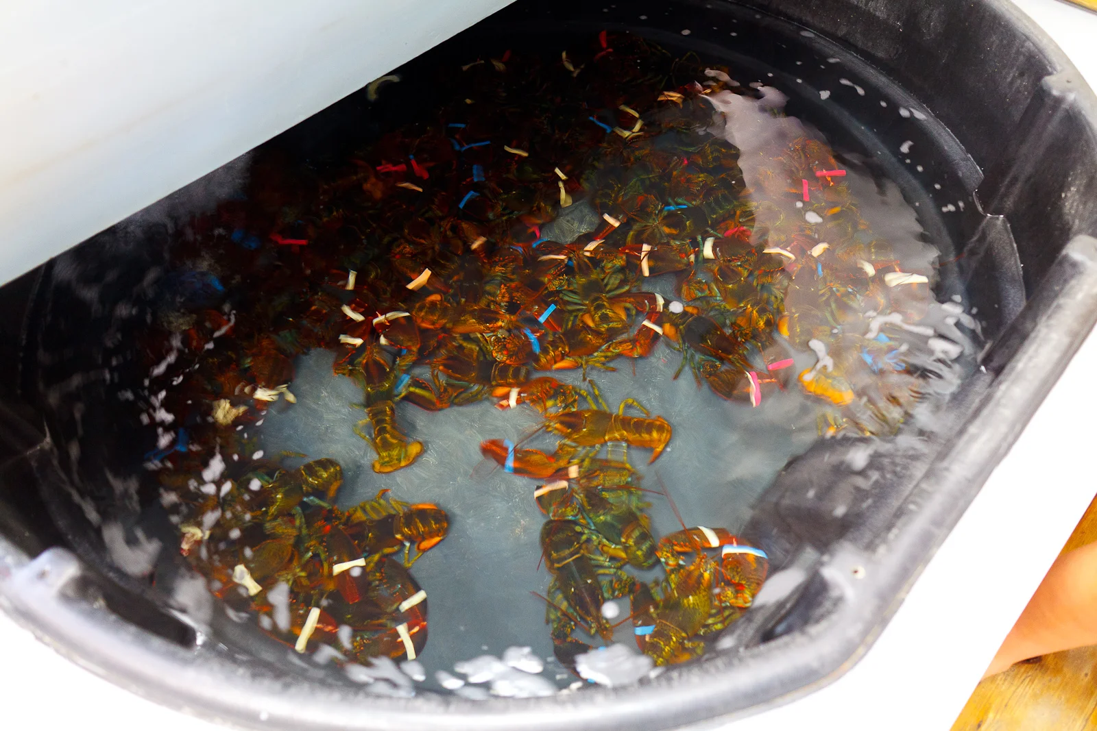 Live lobsters in the tank