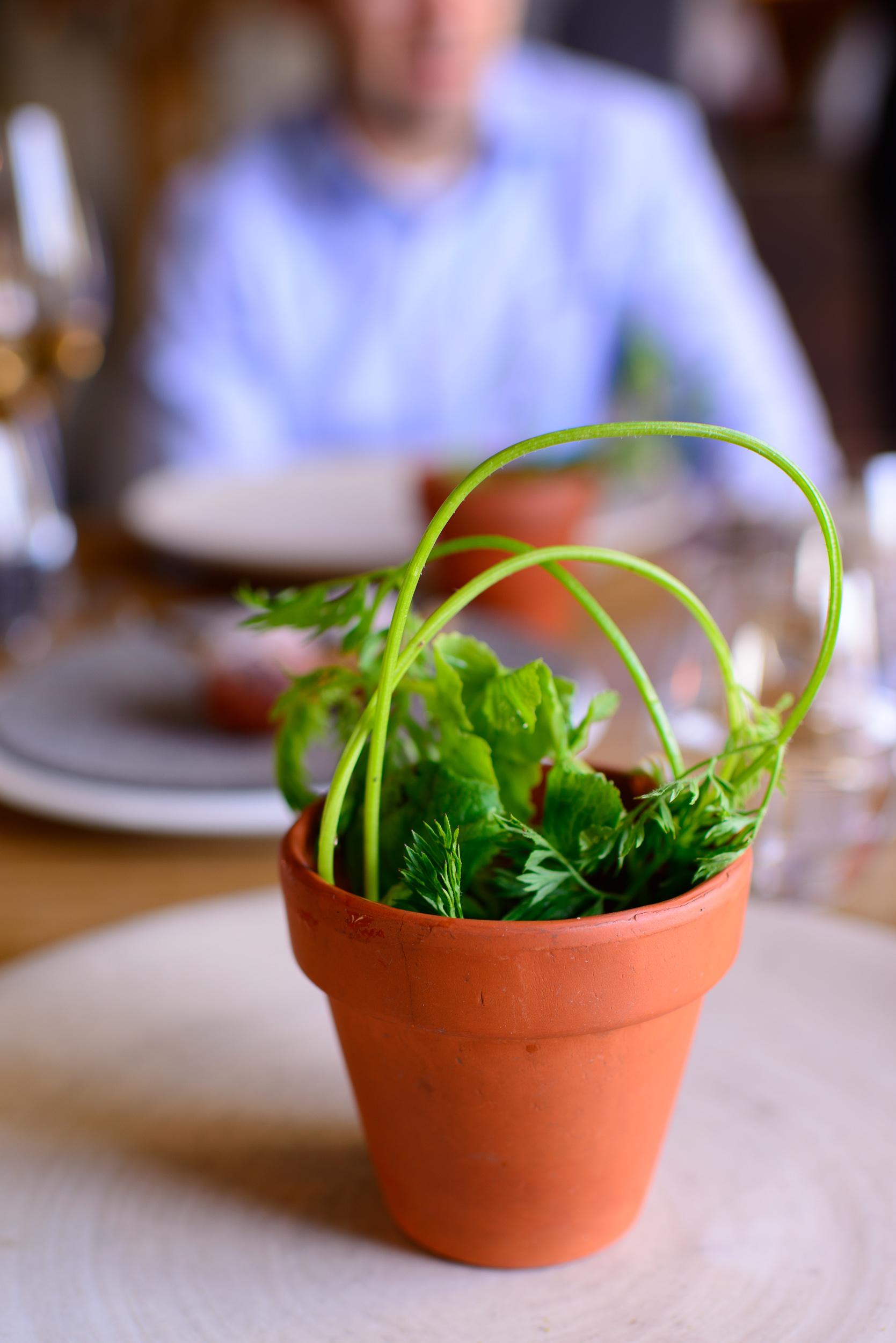 14th Course: Radish, soil, and grass