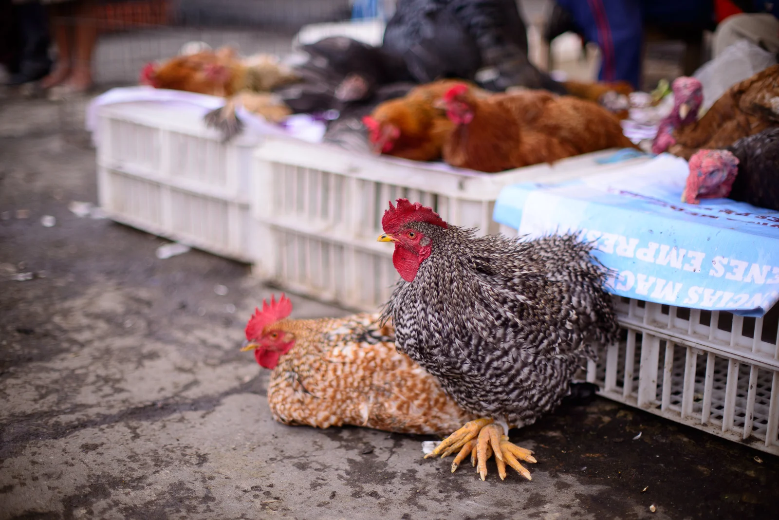Live turkeys for sale