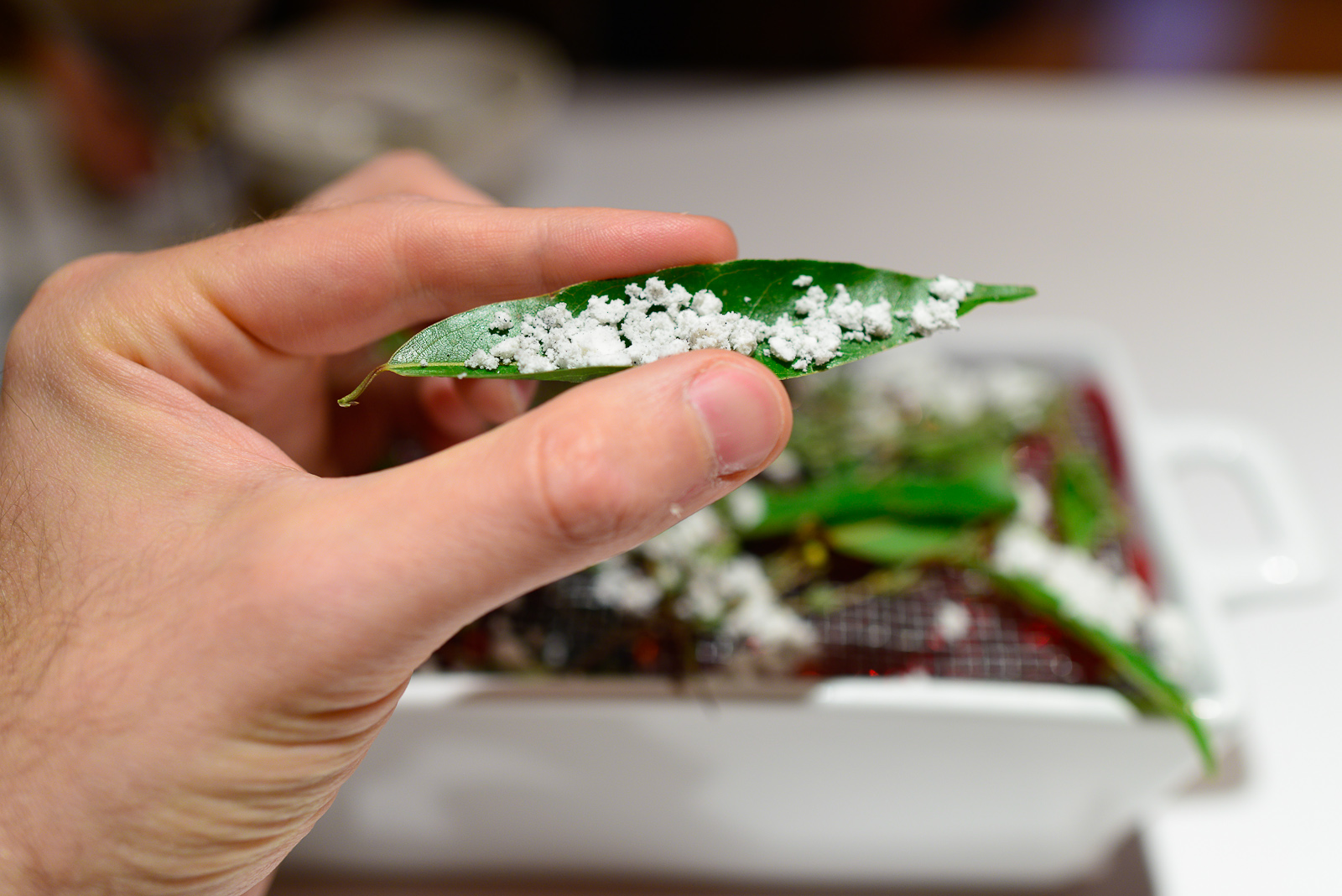 Avocado leaf with dehydrated "embers"