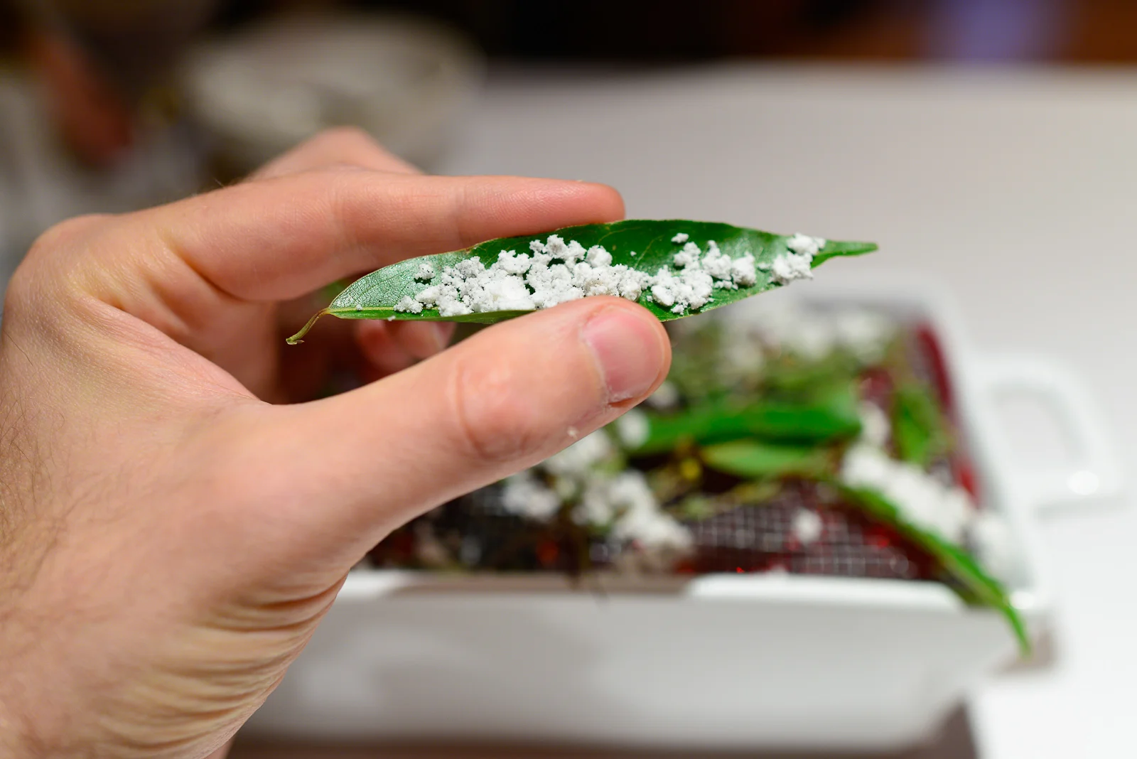 Avocado leaf with dehydrated "embers"