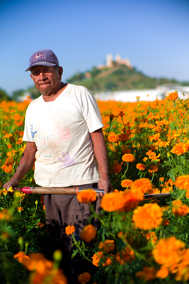 Sembrador de Cempazuchitl, Flor de Día de Muertos