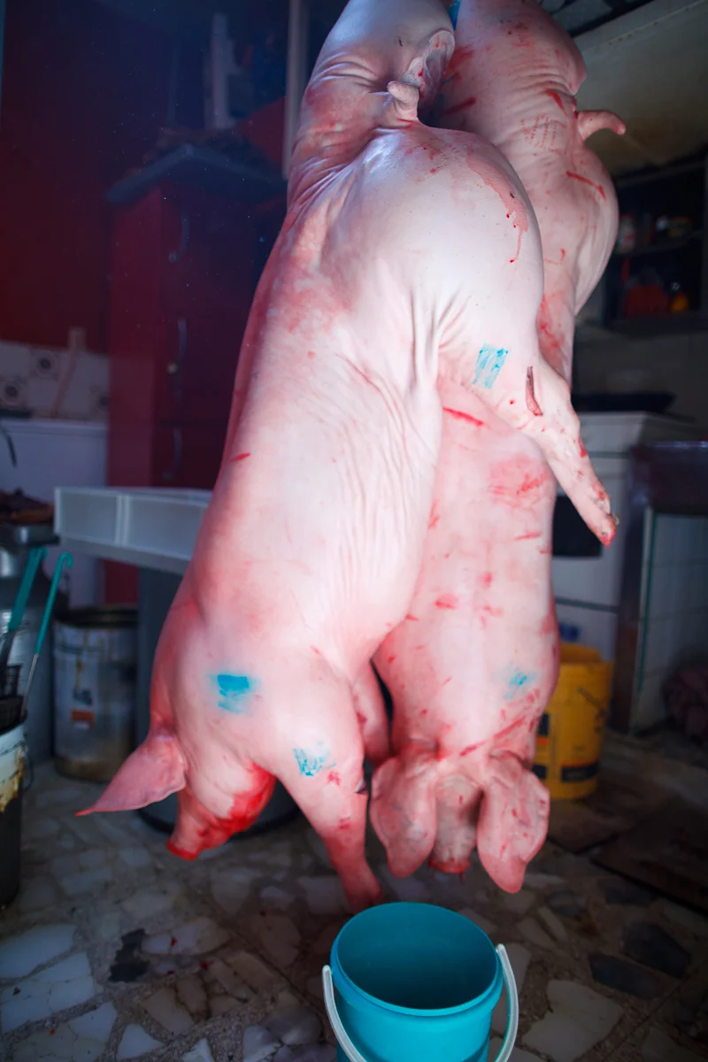 Two pigs, waiting for the butcher