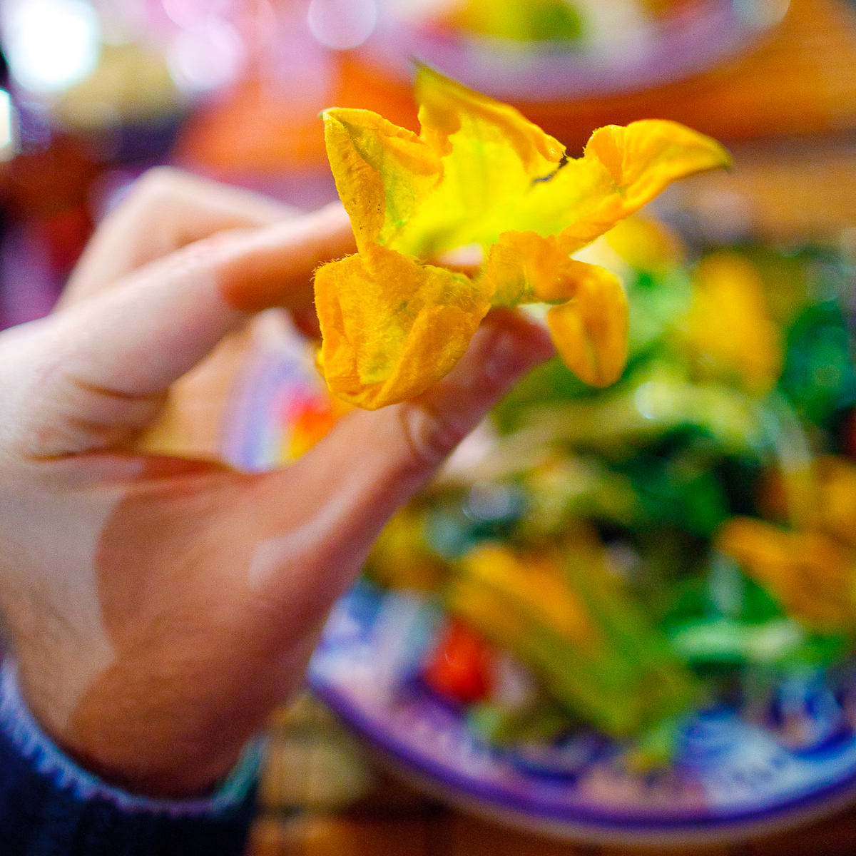 Una flor de calabaza (A squash blossom)