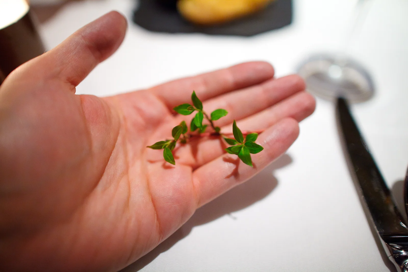 Local varient of cilantro