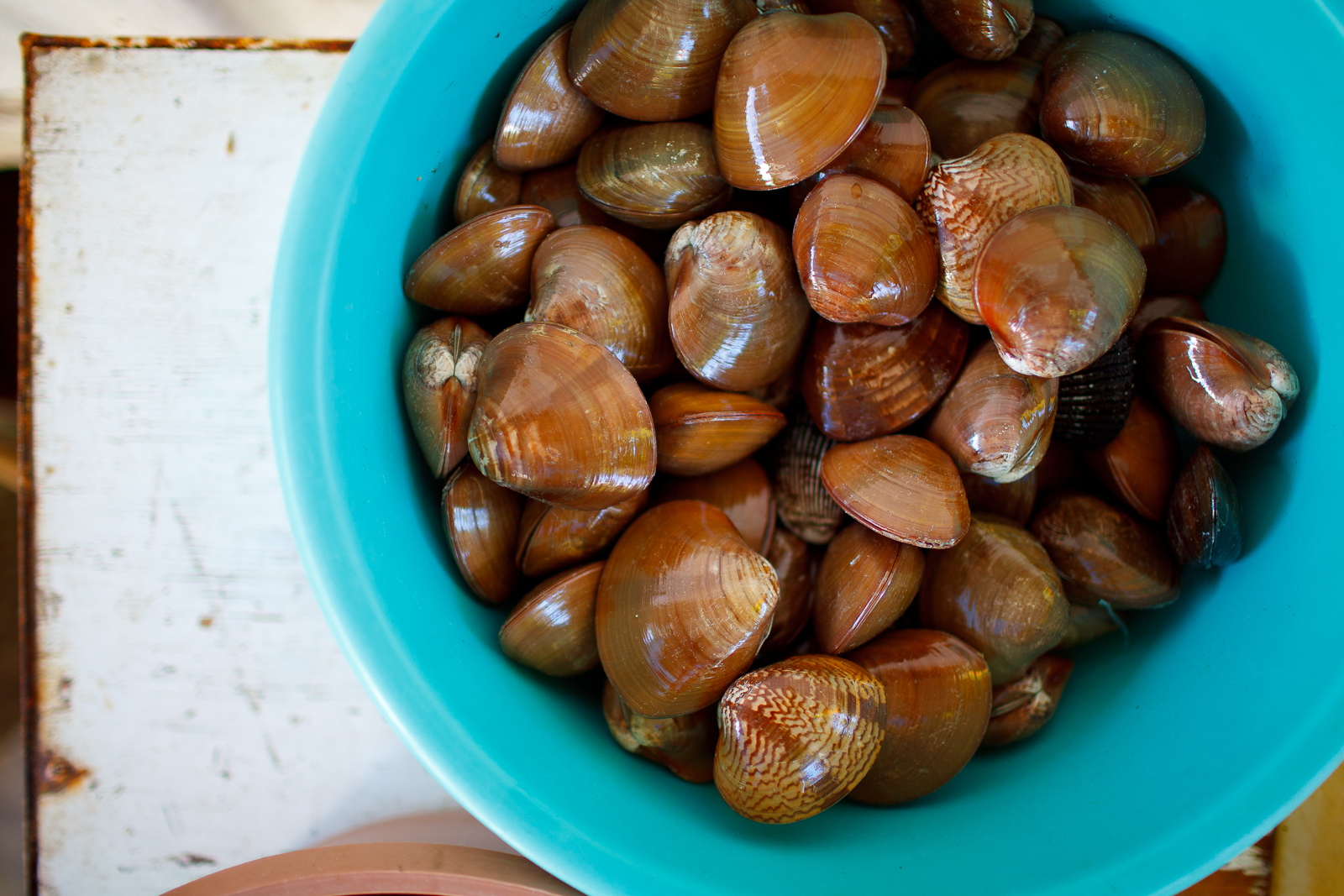 Almejas Chocolatas (chocolate clams), fresh from the sea