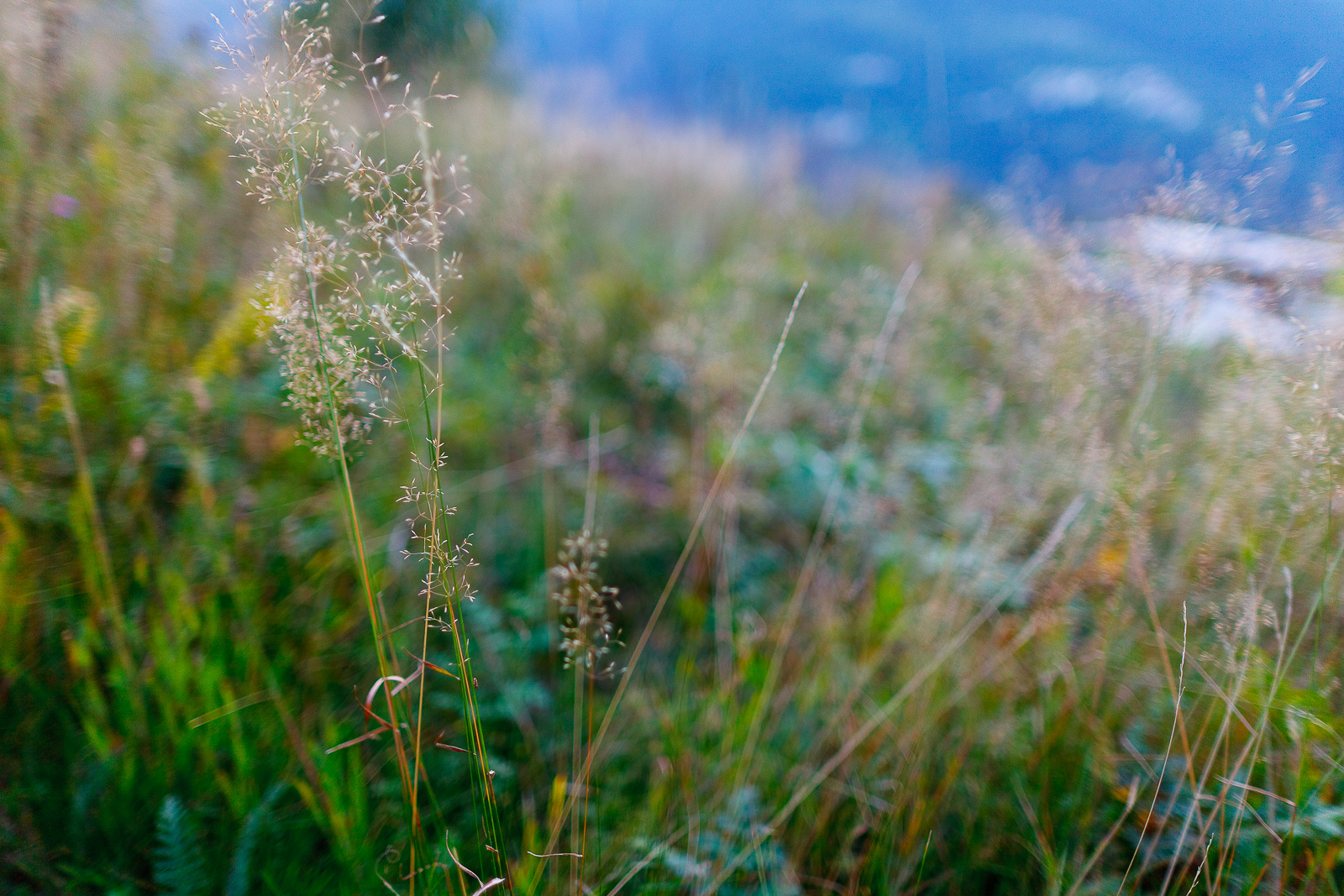 Local wild wheat