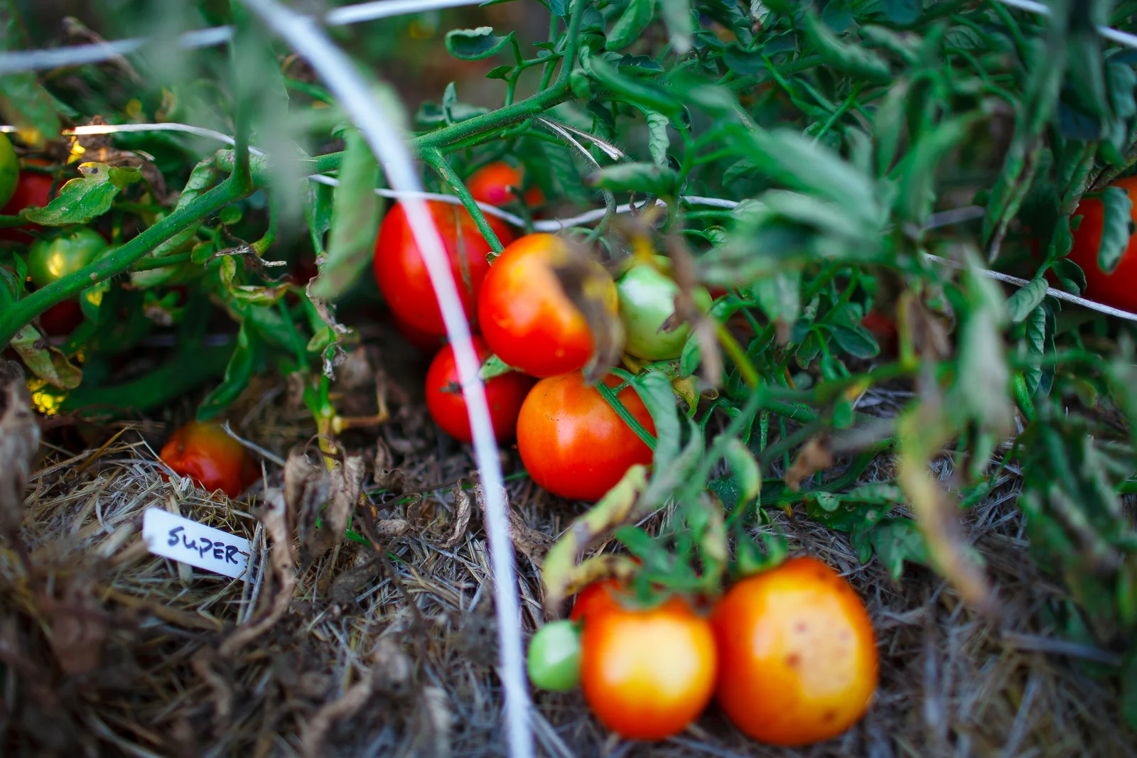 Late season tomatoes from the garden