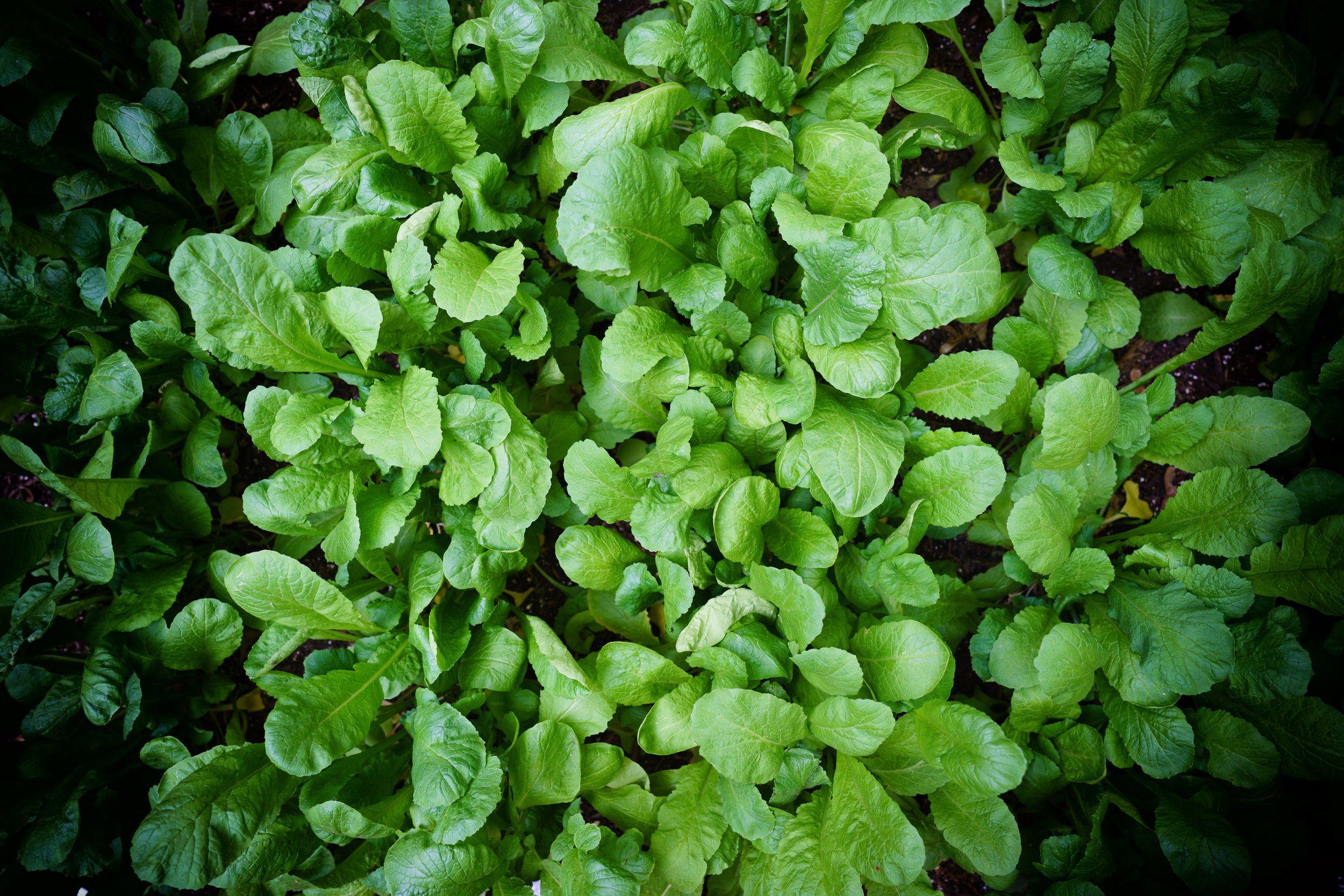 Radishes in the Garden