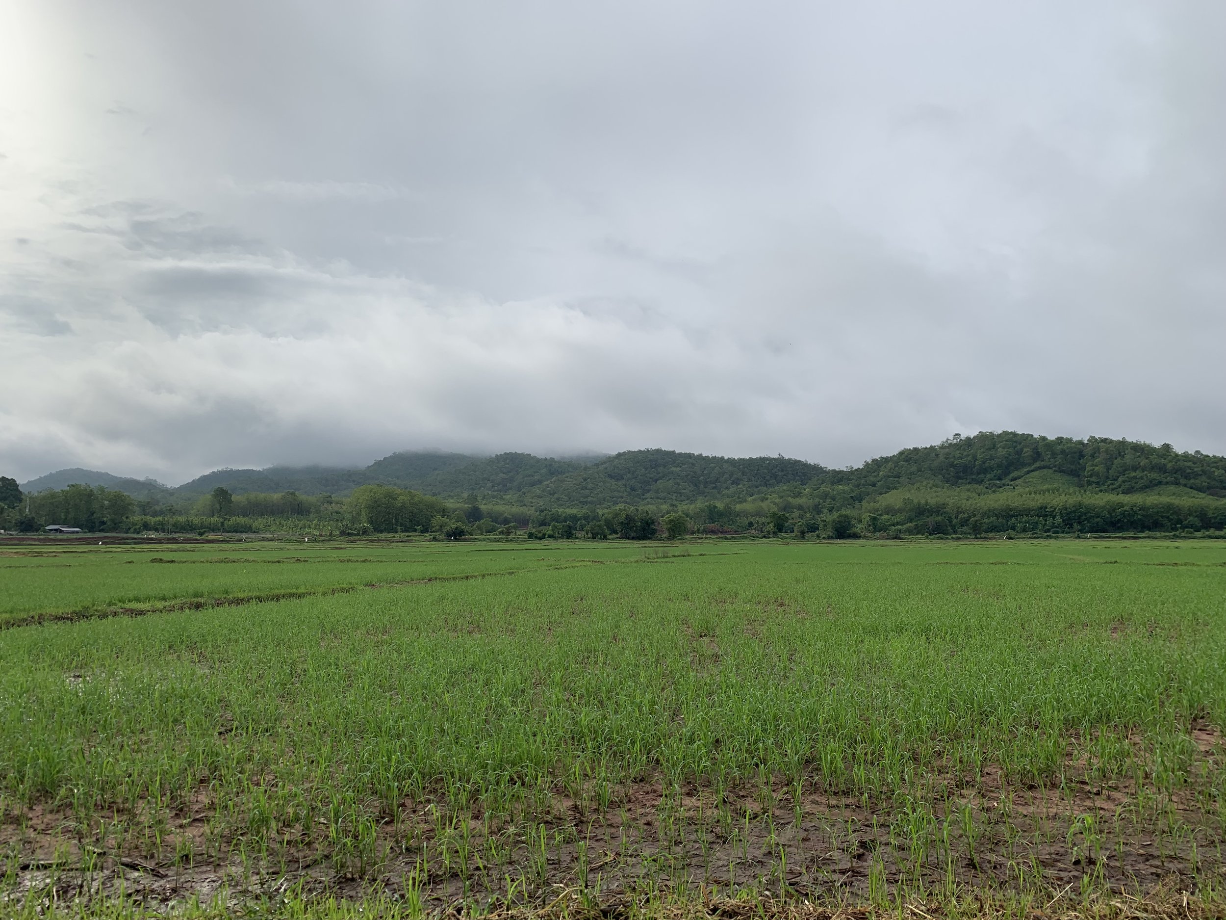 Rice fields