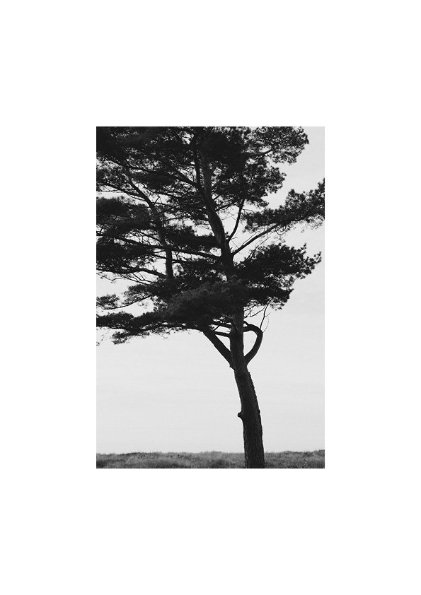 Gotland_tree.jpg