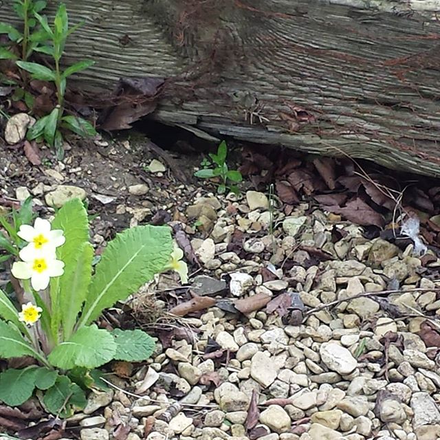 A brave little primrose enjoying the lovely weather at Buckerfields.
#walkers
#cyclists
#selfcatering.