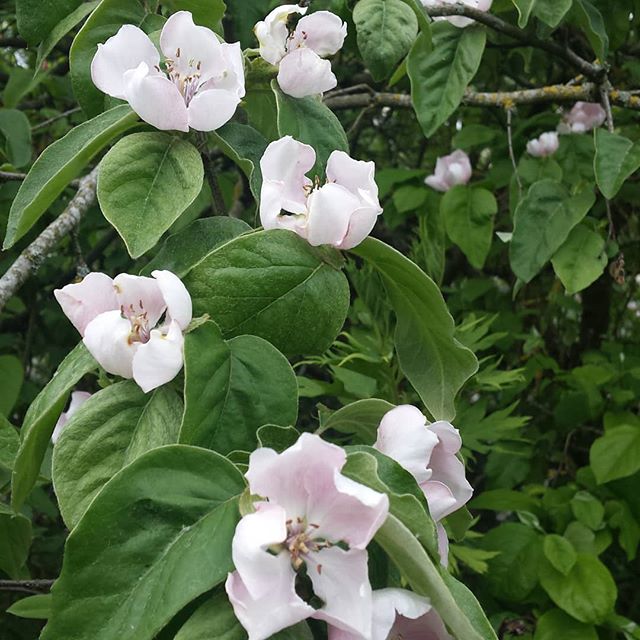 Quince blossom enjoying the Spring Sunshine and dreaming of days of Membrillo and Manchego.