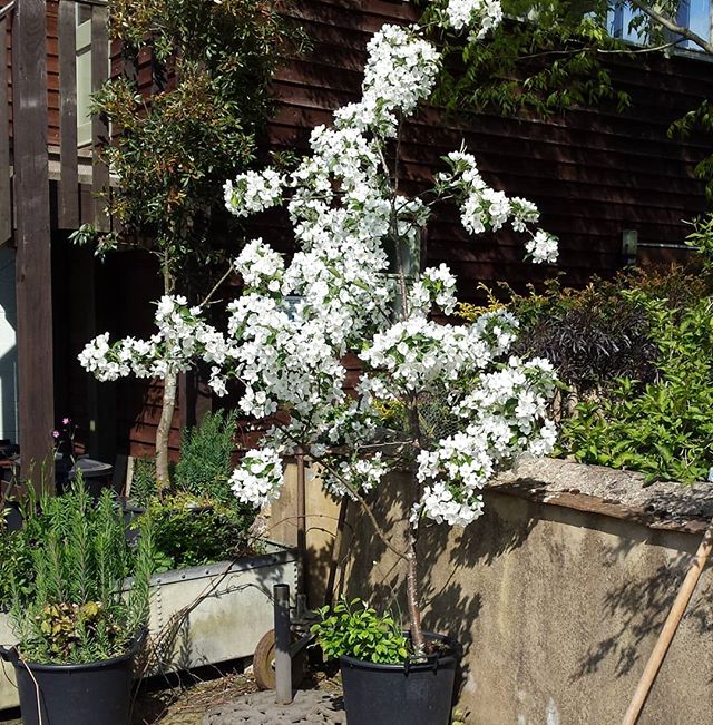 'Evereste' The little crab apple tree on Sonia Wright's nursery with Buckerfields Barn in the back ground. Wiltshire is at its best at the moment. Everywhere you look you see beauty.
#countrywalking.
#peacefulretreat.
#lovethespring.
#swallowsandkite