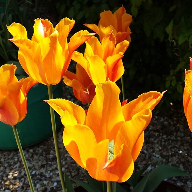 Tulip Ballerina in our gardens at Buckerfields Barn.
#holidaylets#ridgeway#tulips
#beautifulwiltshire