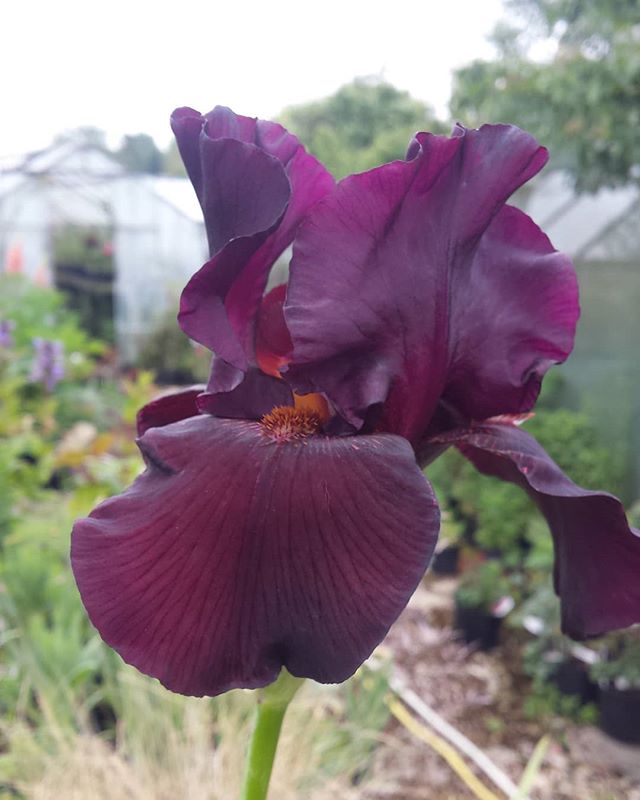 Iriis grown from seed on our nutsery in the garden of our self catering holoday lets.
#ridgewaywalking
#beautifulwiltshire
#peacefulvacation
#bigskys.
#wildlife