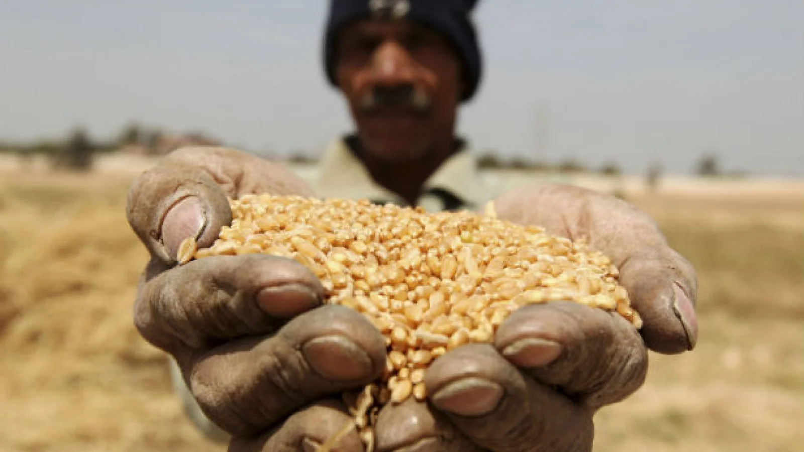 Egypt-agriculture-development-economic-foreign-aid-assistance-US.jpg