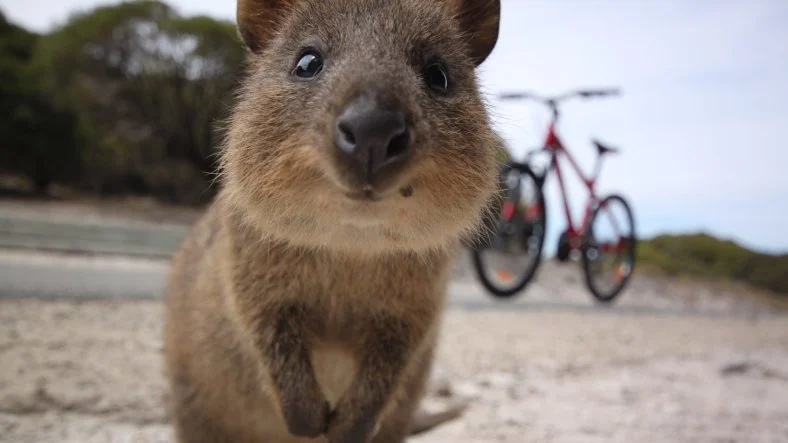That‘s one cute quokka!!!!!!!!!