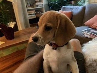 Interactive GoPo Timeline