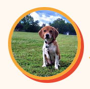 AP Exam Countdown Clock