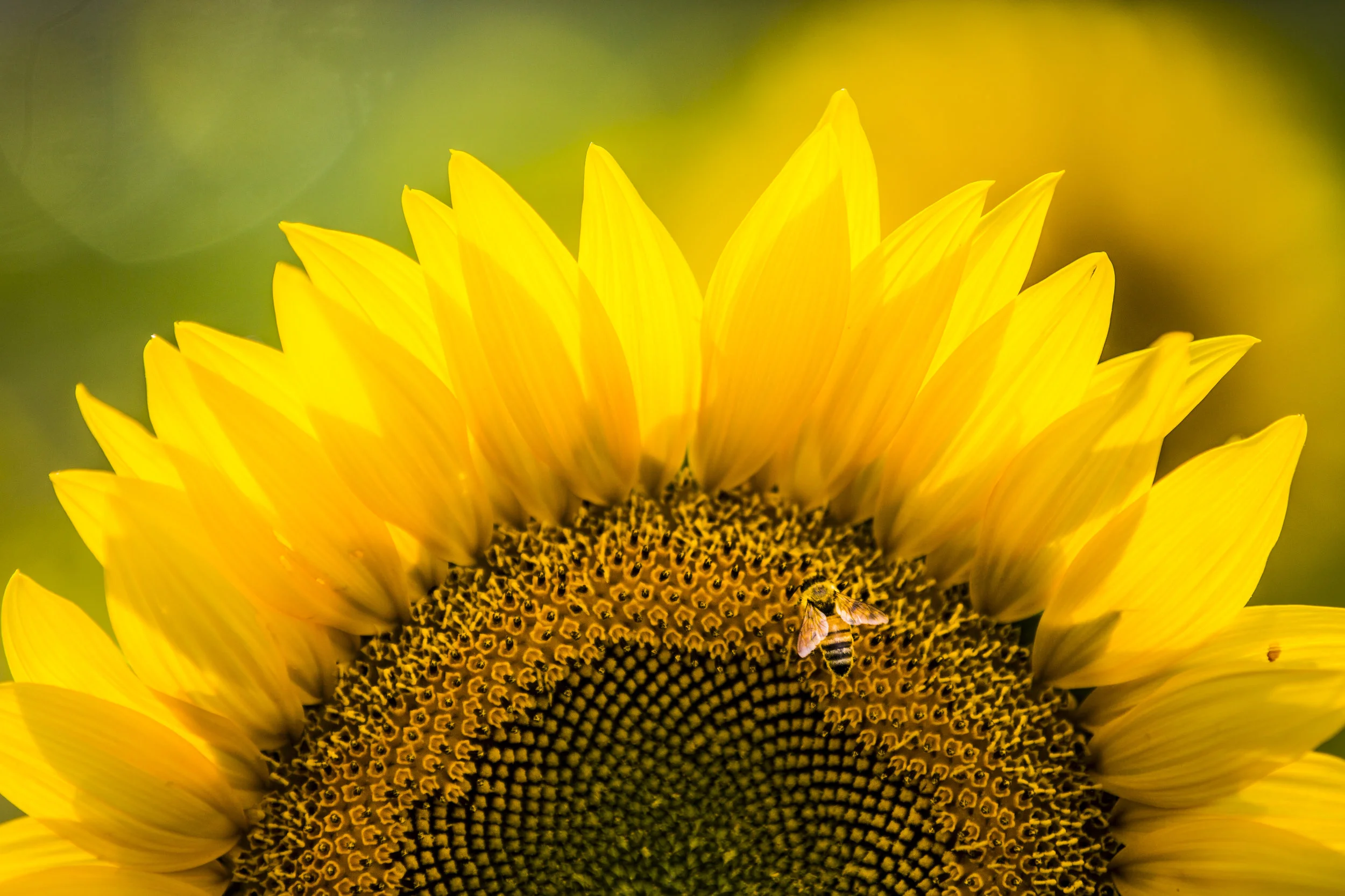 honeybee in Dearborn, MI, USA