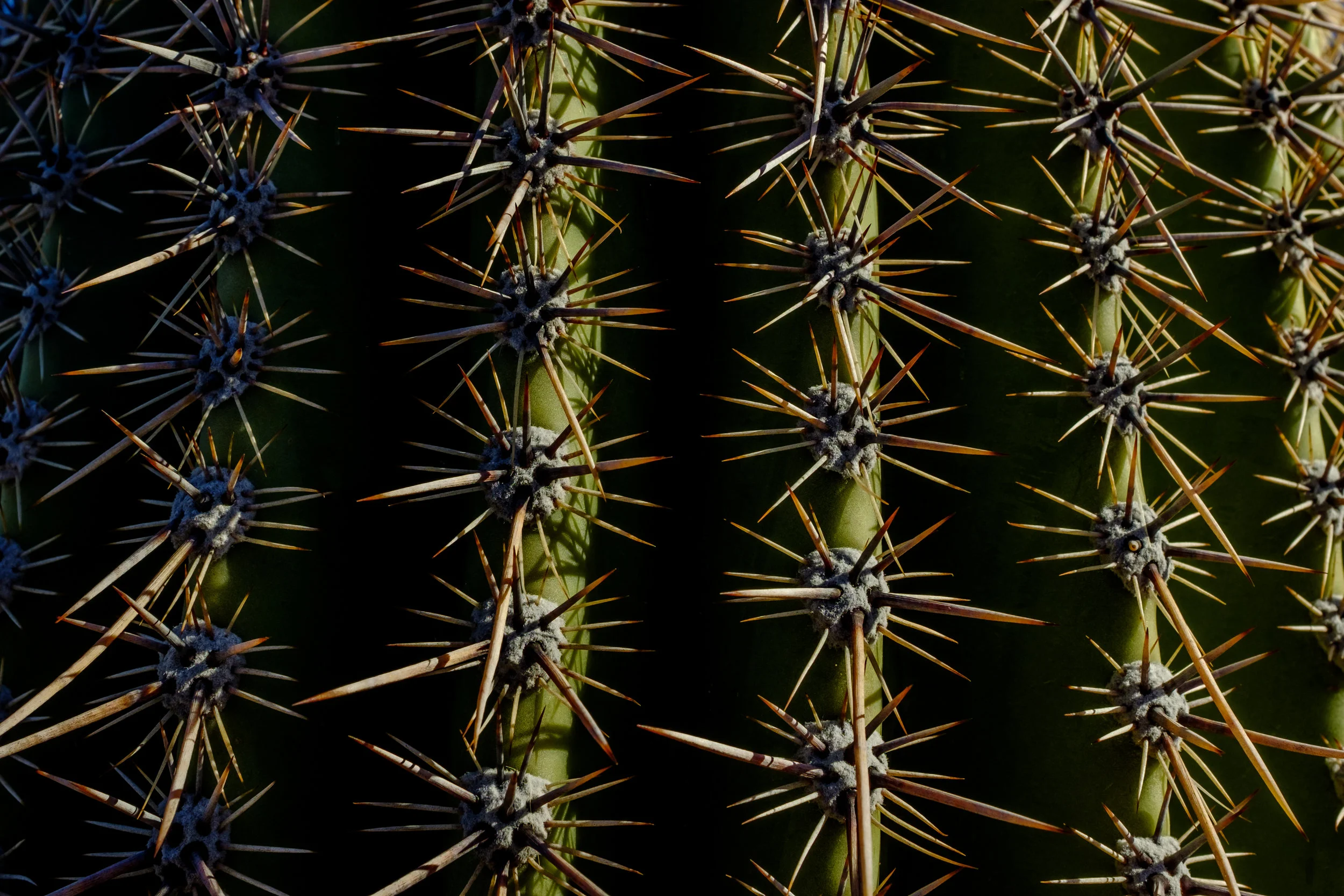 Cactus in Saguaro Nat'l Park, Arizona, USA