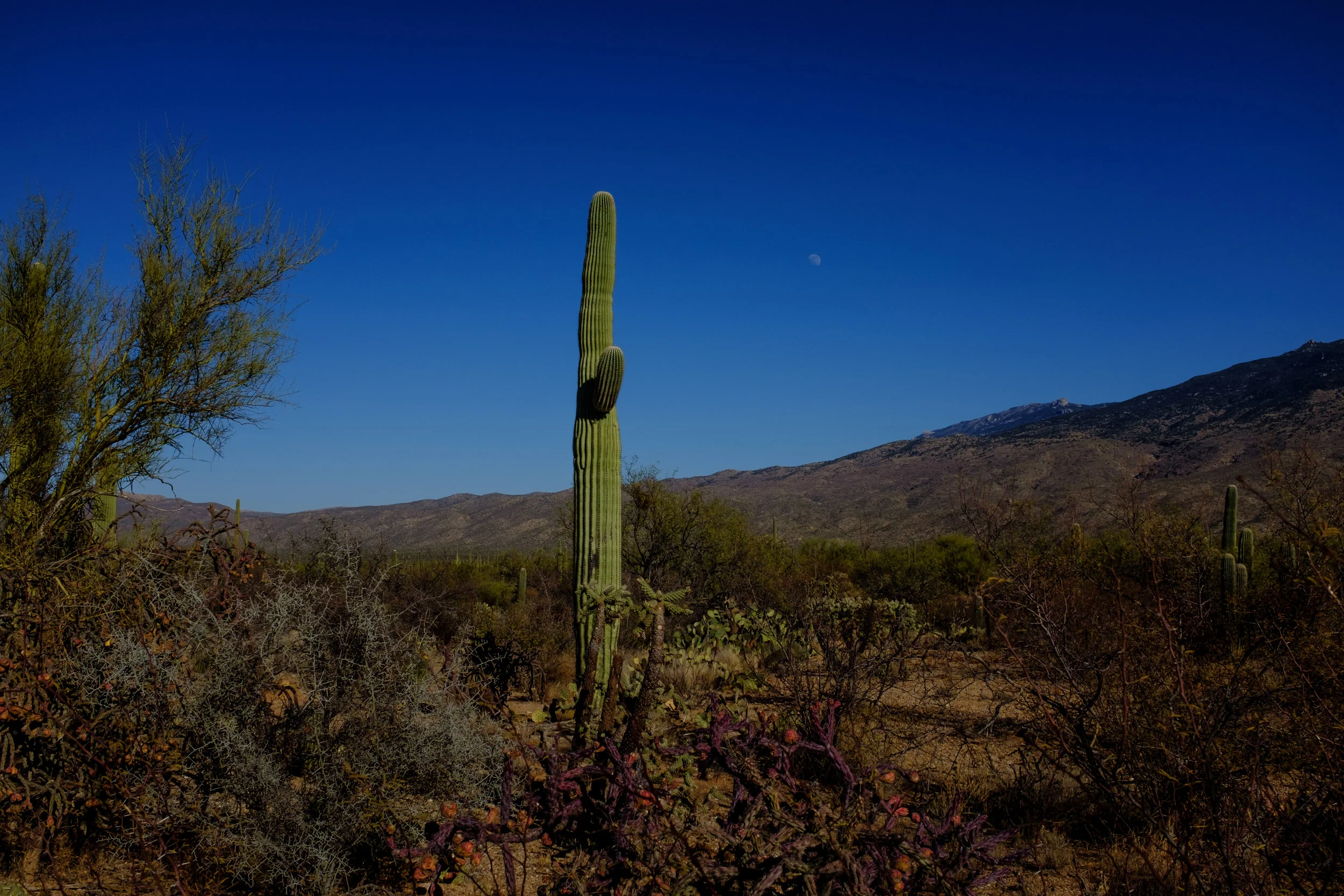 Saguaro Nat'l Park, Arizona, USA