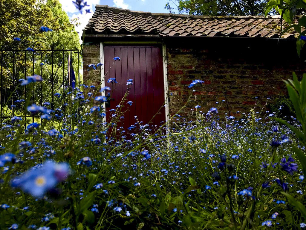 Forget-Me-Nots, York, England, UK